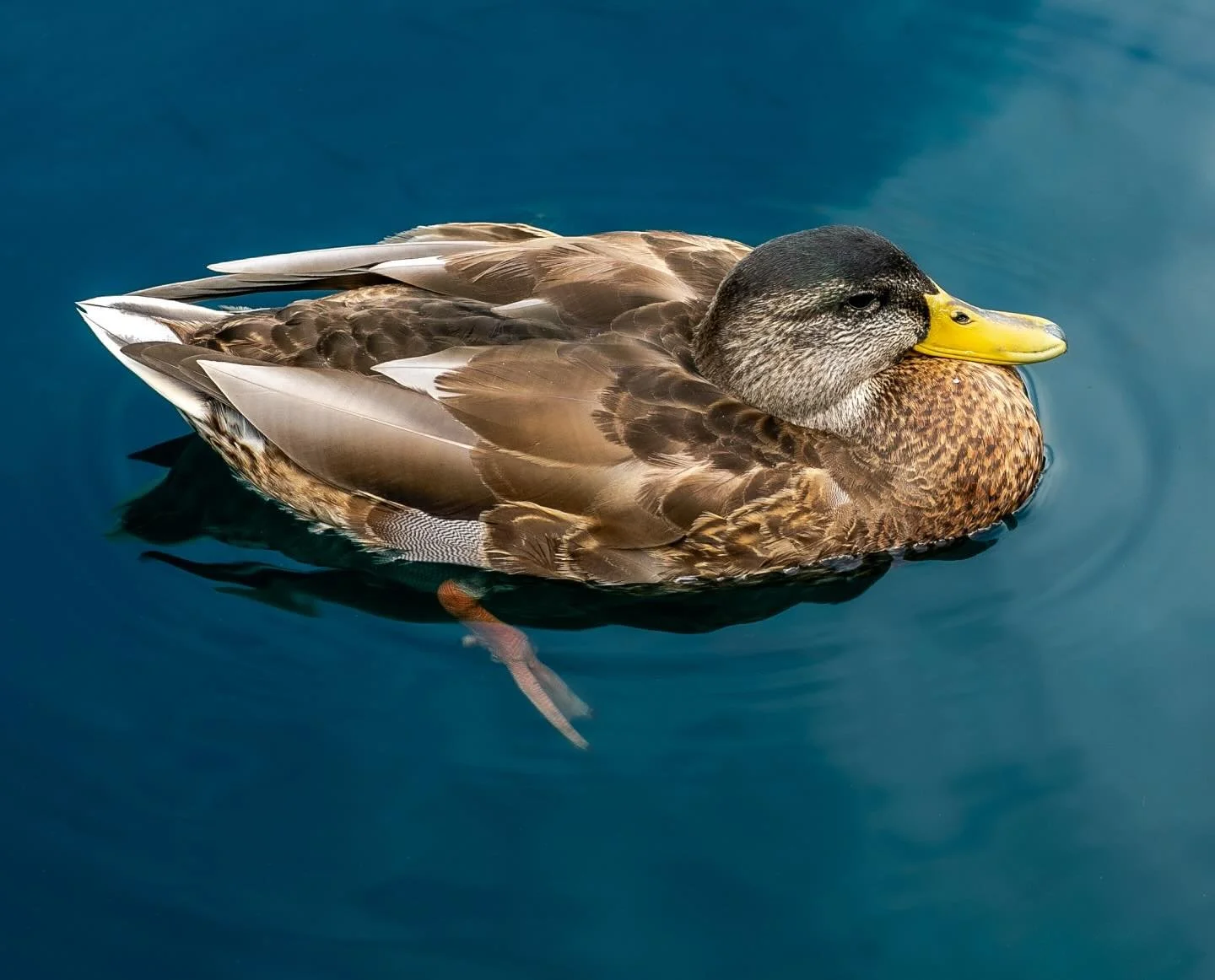 Out and About in Central Park. Walkabout c with my new lens!  Swim-about too! #duckonalake #outandabout #walkabout #reflections #85mm