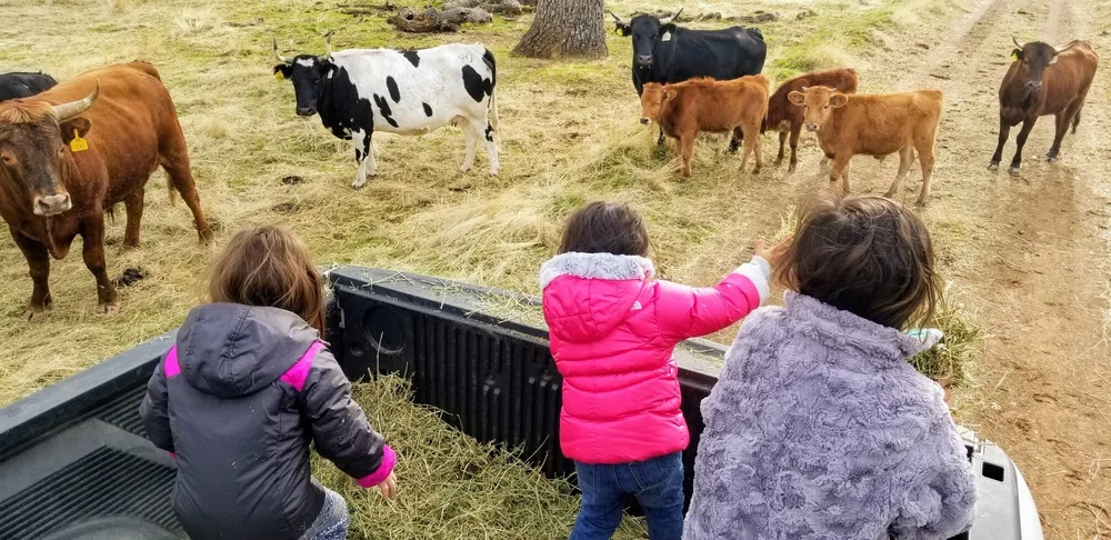 About — Birdhouse Ranch