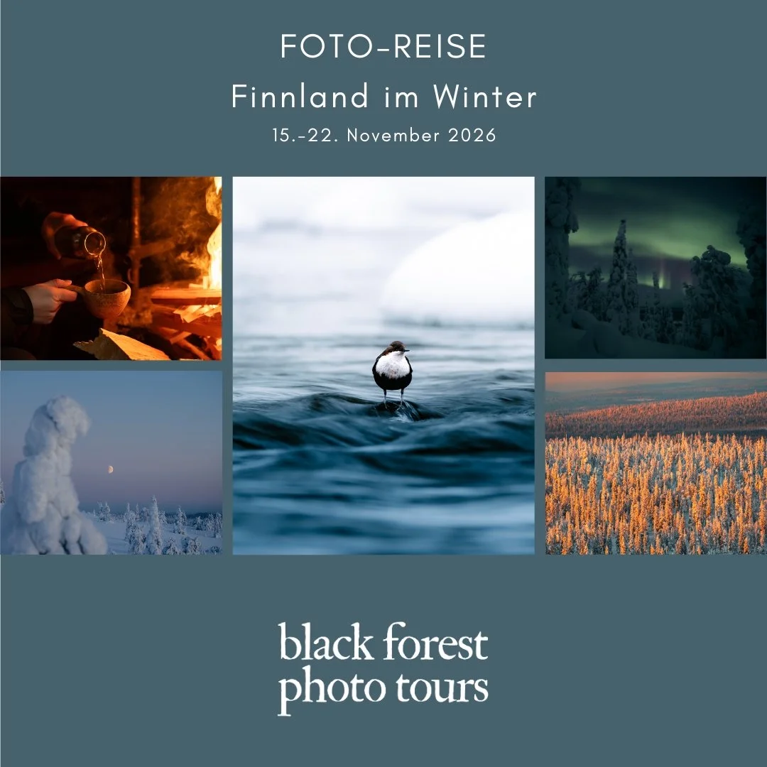 Titelbild für eine Fotoreise nach Finnland im Winter mit mehreren Bildern von Schneelandschaften, Nordlichtern, Schneemännern und Fotografen.