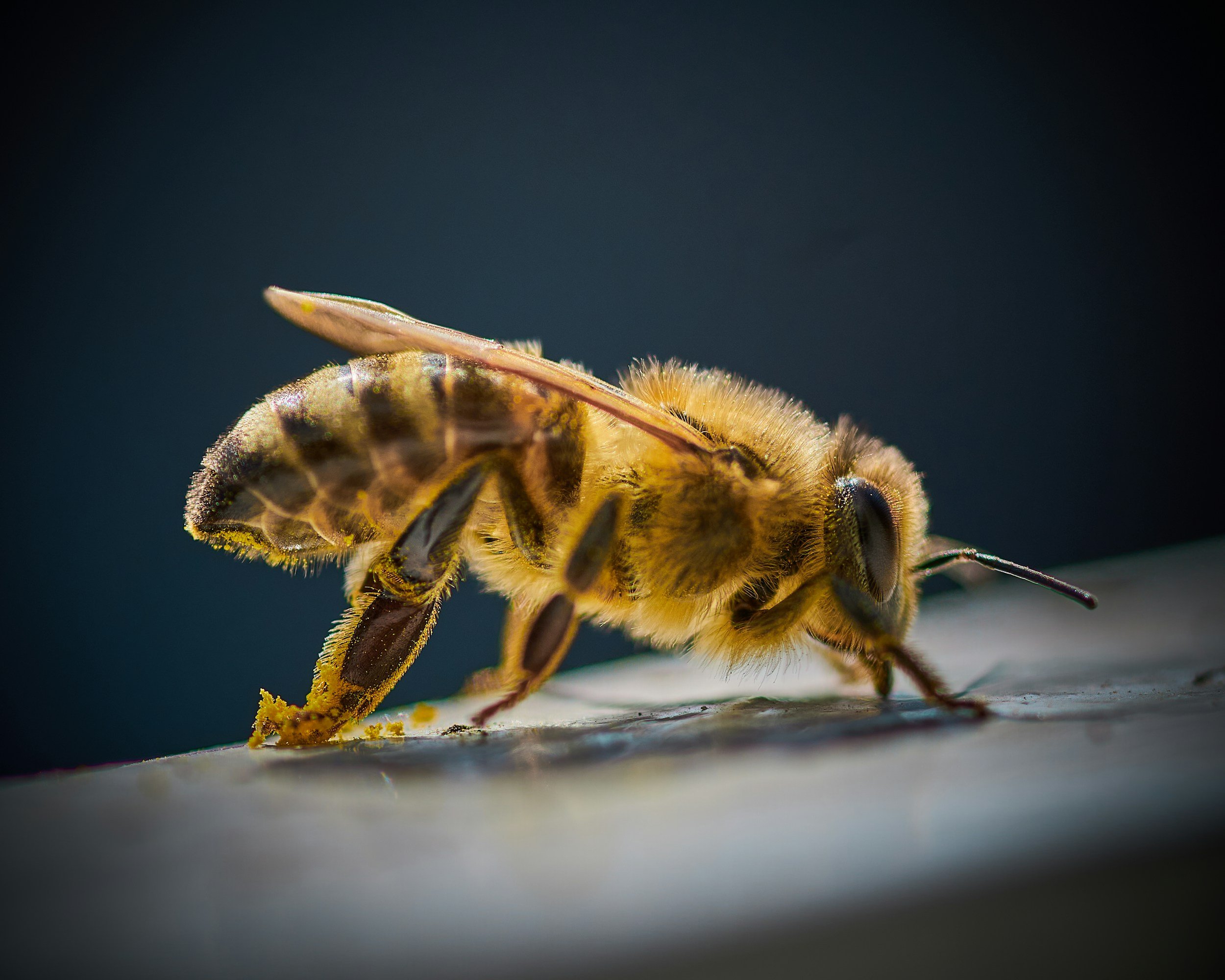 Vancouver Pollinator Festival