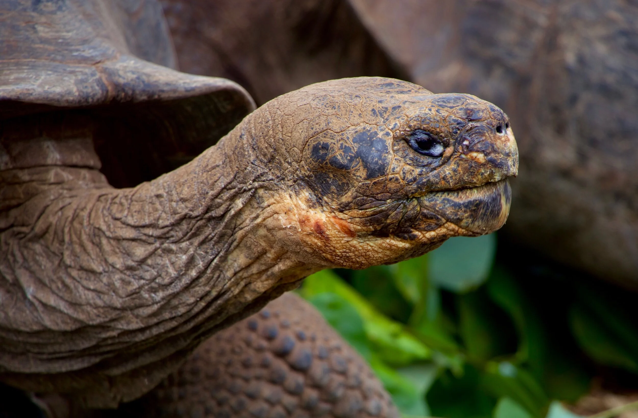 Galapagos Tortoise SCAmerica.jpg