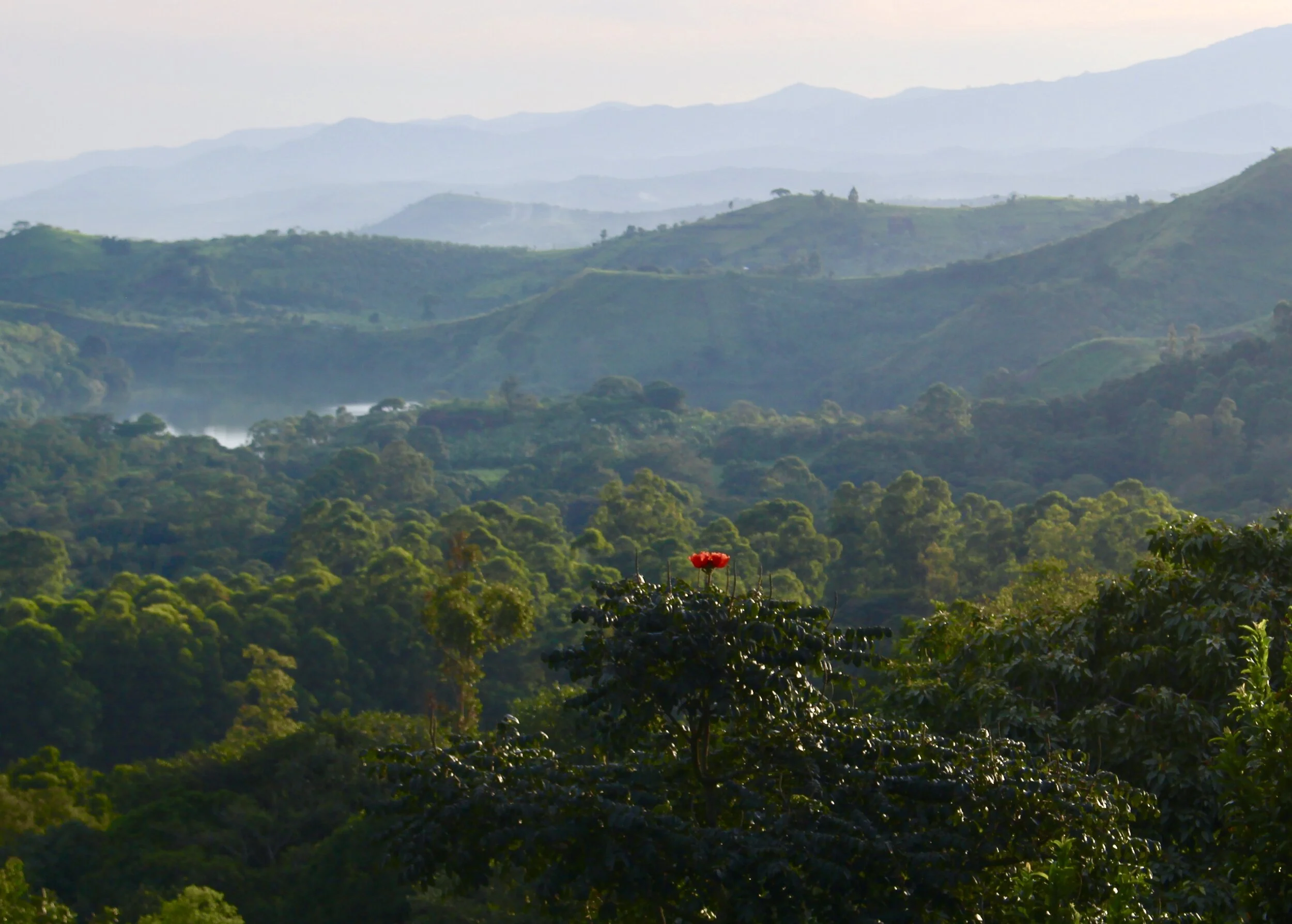 A Few Why's and a Why Not