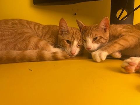 ADOPTED! Toby &amp; Cheeto - bonded brothers