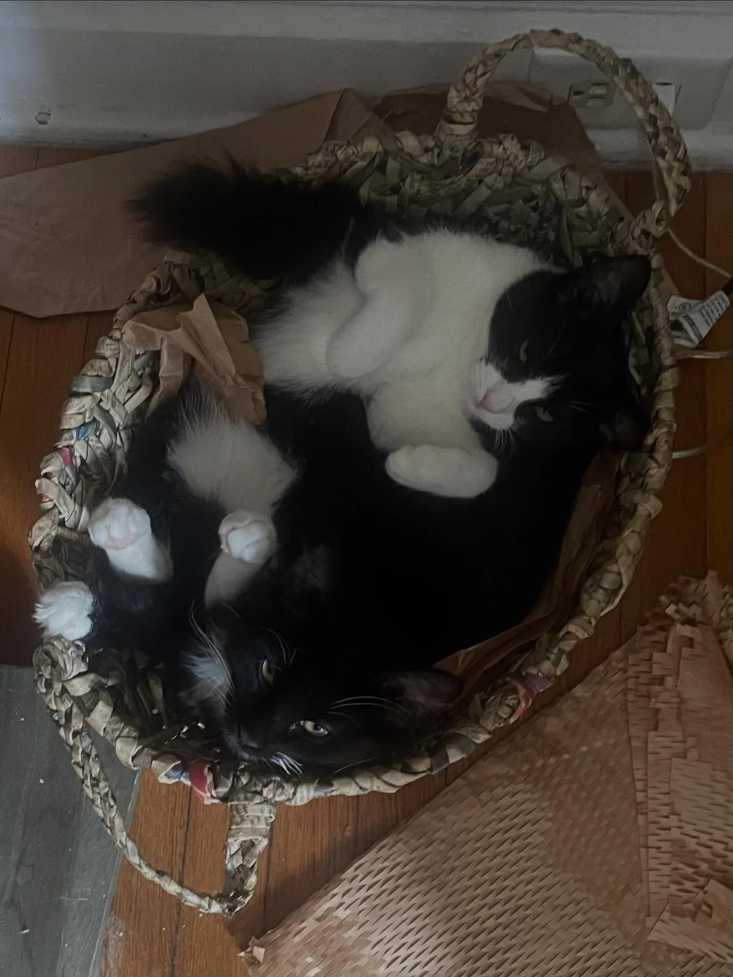 These two bonded sisters are looking for a new  foster or furrever home.  The current foster, who rescued these beauties in July when these were very young can no longer keep them because of travel plans.
They have been vetted and are FIV/FELV NEGATI