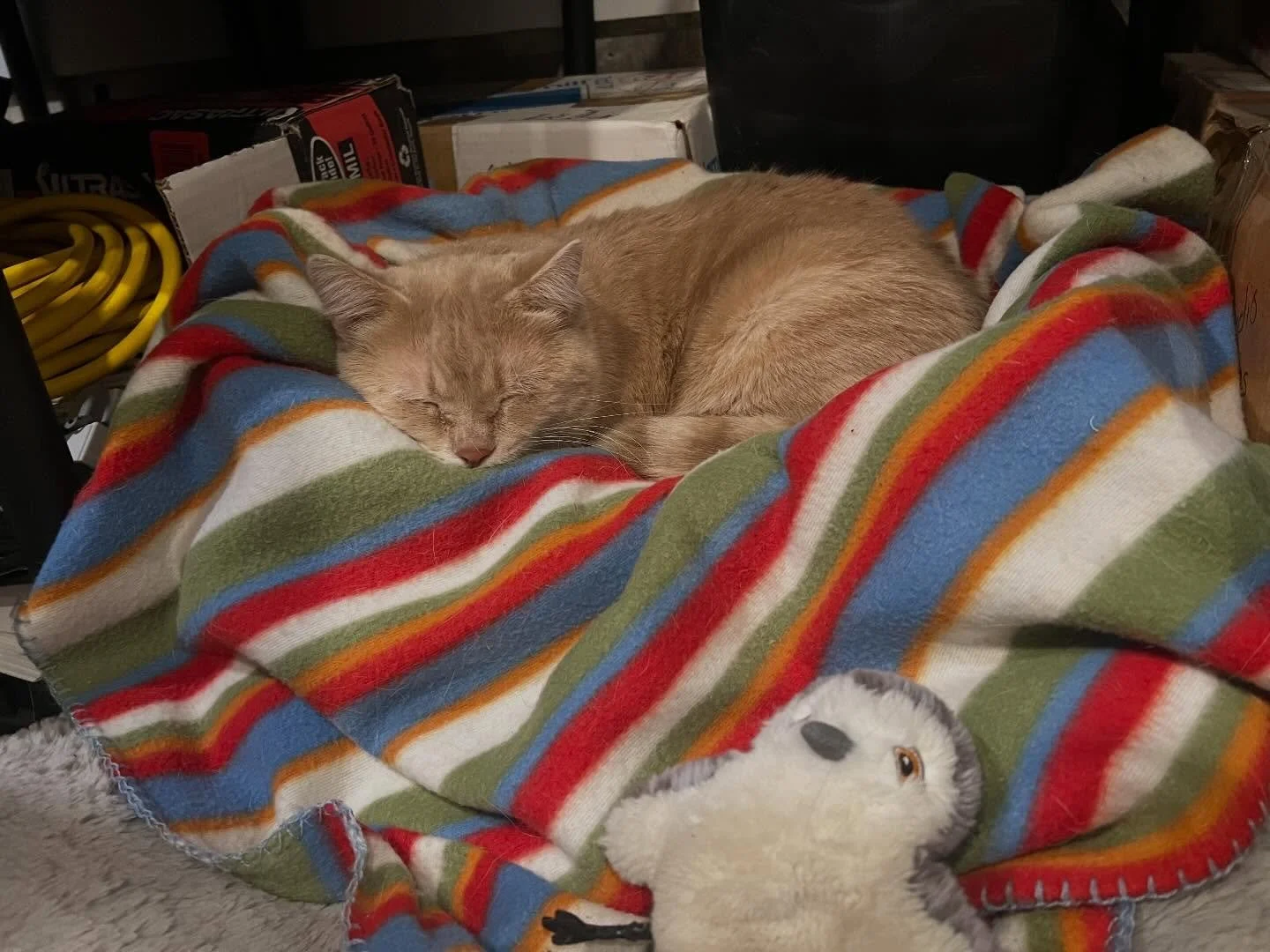 Anyone interested to foster or adopt this sweet teenage tiger boy? #newburghny 
Donations welcome to vet and neuter him. 
#adoptdontshop #nbny #talktomeaboutcats #rescuecatsofinstagram