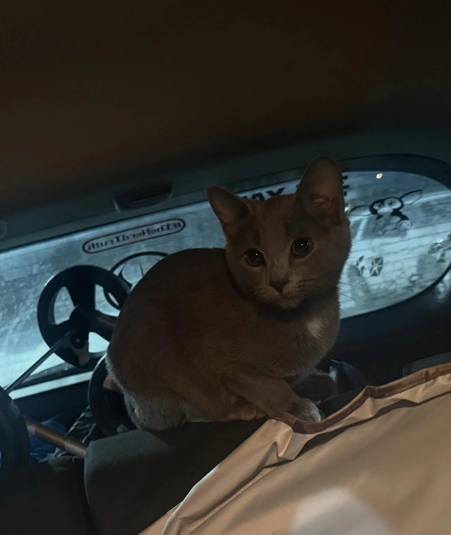 UPDATE ADOPTED!!! 

Anybody looking for this young cat? Found By the dumpsters in back of Cornerstone building on Lake street in Newburgh.  One of our cat friends found this sweet cat and brought it home to foster and keep warm.  Please share 🥰