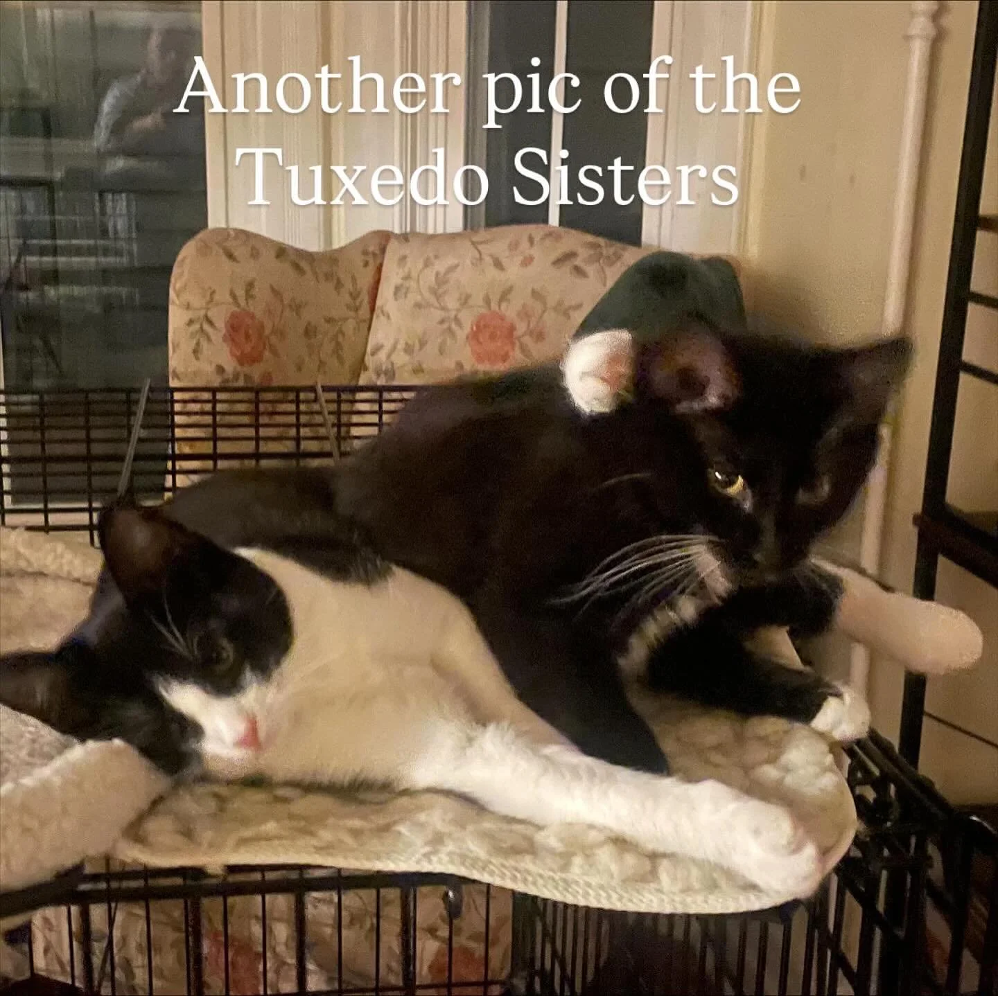These two bonded sisters are looking for a new  foster or furrever home.  The current foster, who rescued these beauties in July when these were very young can no longer keep them because of travel plans.
They have been vetted and are FIV/FELV NEGATI