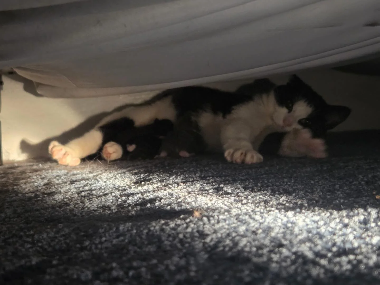 Precious Girl delivered 3 kittens this morning! Precious AKA PREGO showed up on Bayview Terrace in #nbny in one of our ⭐️ volunteers @aligardens70 front yard a couple days ago,  very friendly, very pregnant and crying for help. Luckily Precious was a