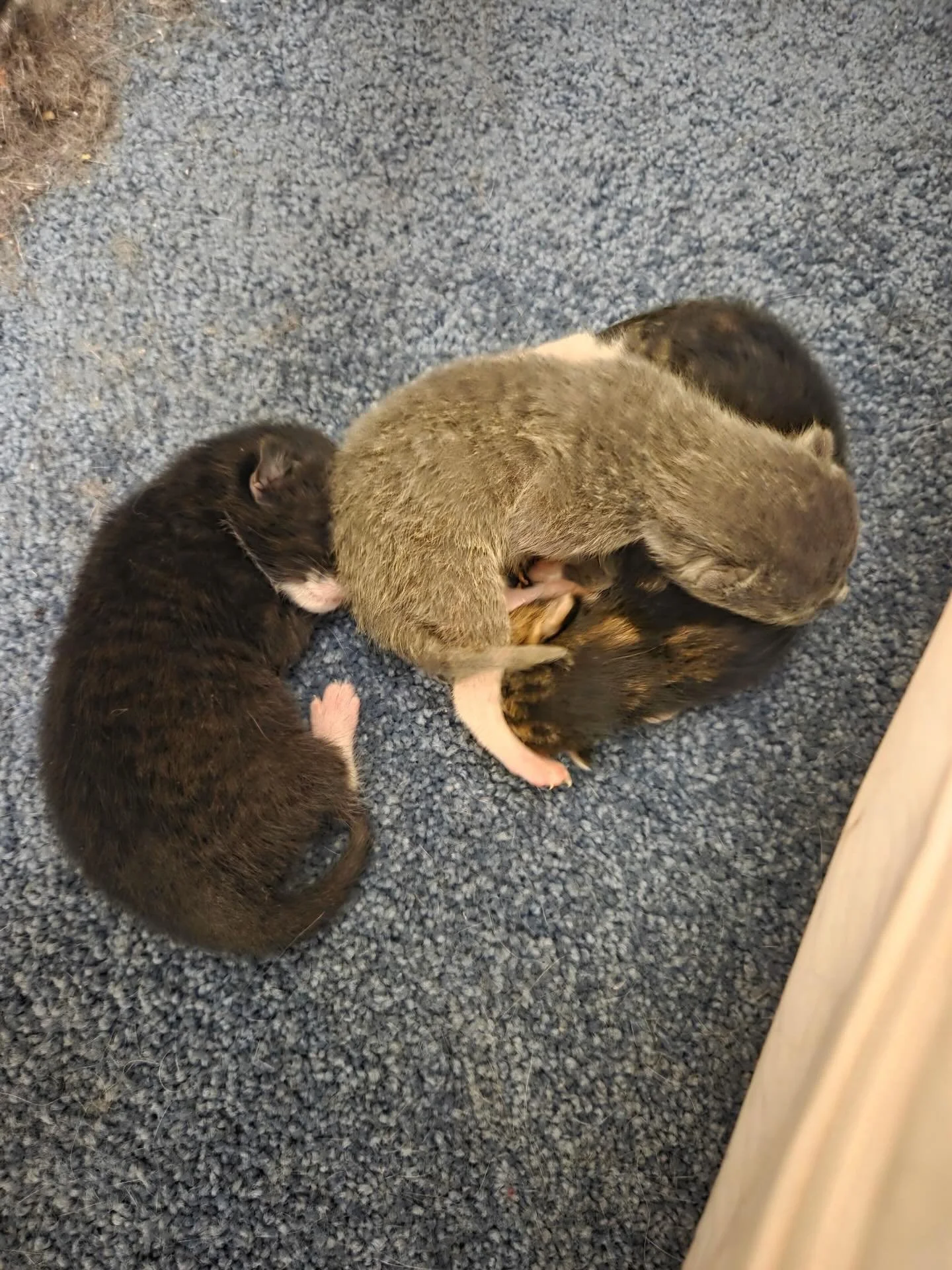 2 DAYS OLD!  Precious Girl delivered 3 kittens this morning! QUEENIE aka Precious AKA PREGO showed up on Bayview Terrace in #nbny in one of our ⭐️ volunteers @aligardens70 front yard a few days ago,  very friendly, very pregnant and crying for help. 