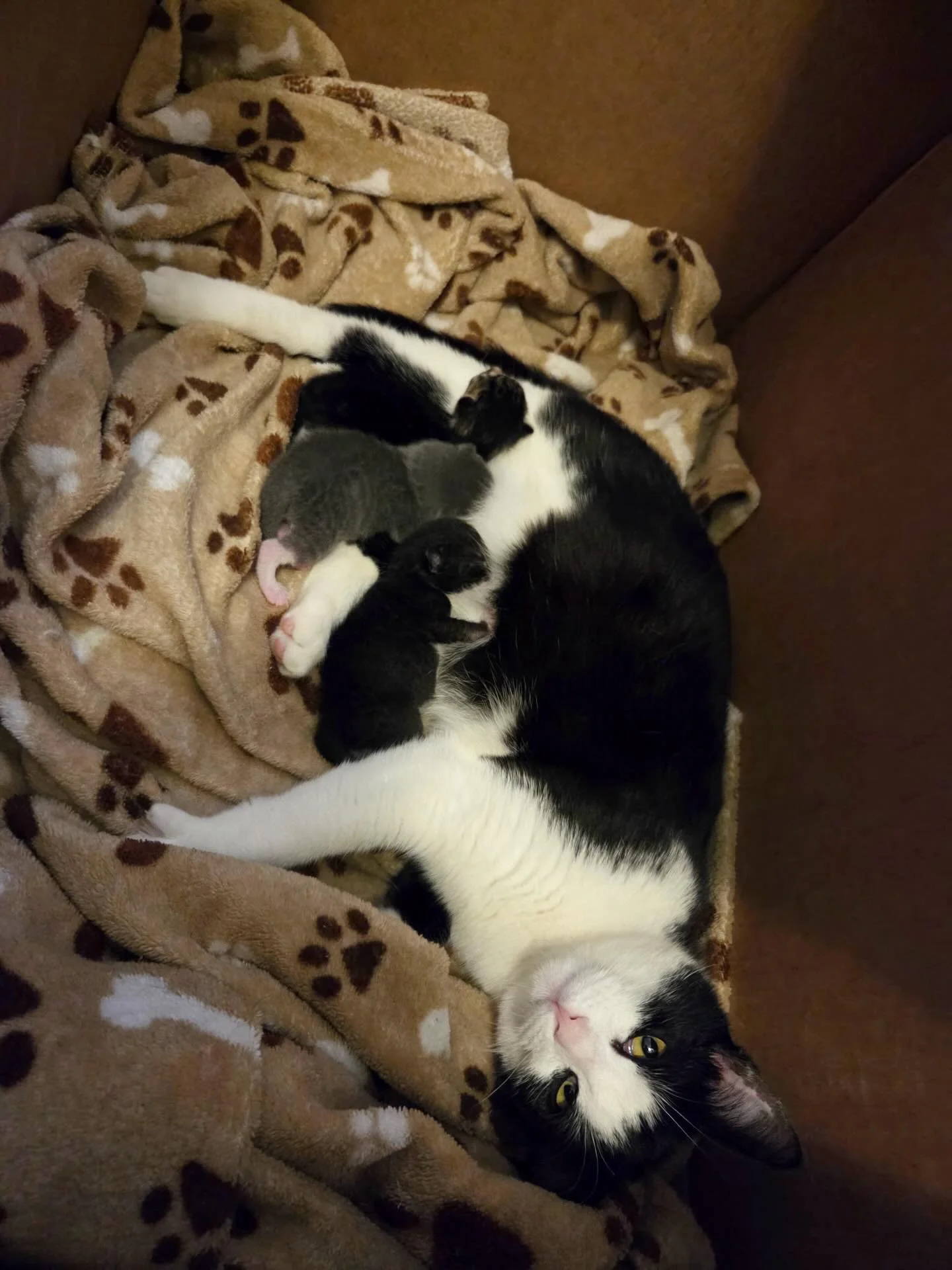 3 DAYS OLD! Proud Mama Queenie delivered 3 kittens on Monday, March 9.  Queenie AKA PREGO showed up on Bayview Terrace in #nbny in one of our ⭐️ volunteers @aligardens70 front yard, very friendly, very pregnant and crying for help. Luckily mama  was 