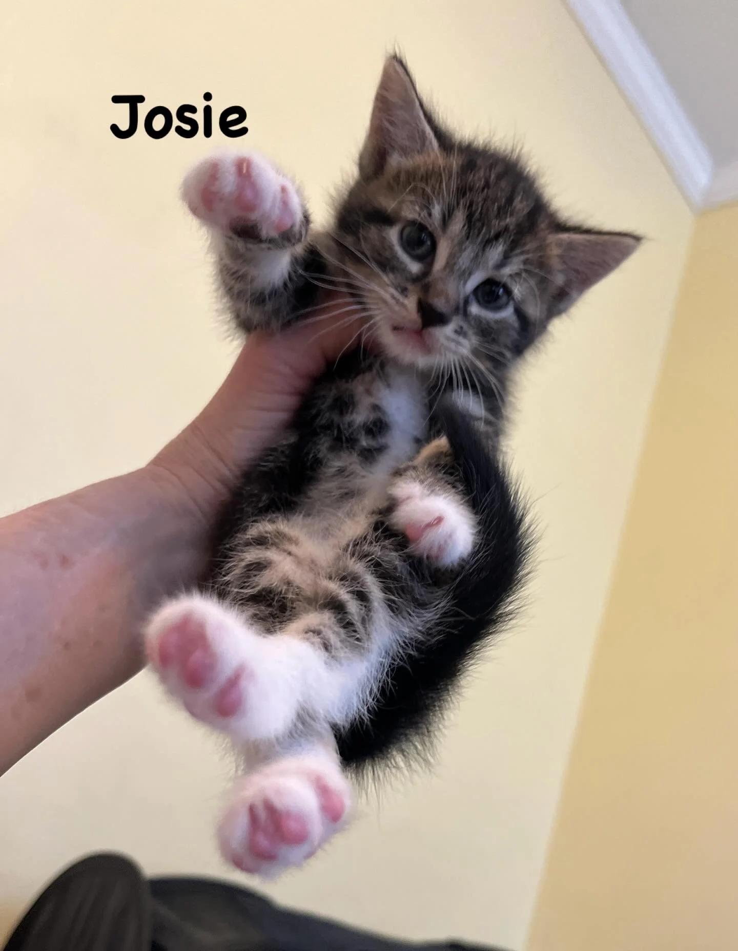 3 Little Kittens All With Mittens! 
Queenie&rsquo;s babies are 6 Weeks Old.
Josie the tabby is a girl, Smudge and Binky are both boys, ready for a meet and greet.  They are really developing personalities and enjoying kittenhood!  They will be ready 