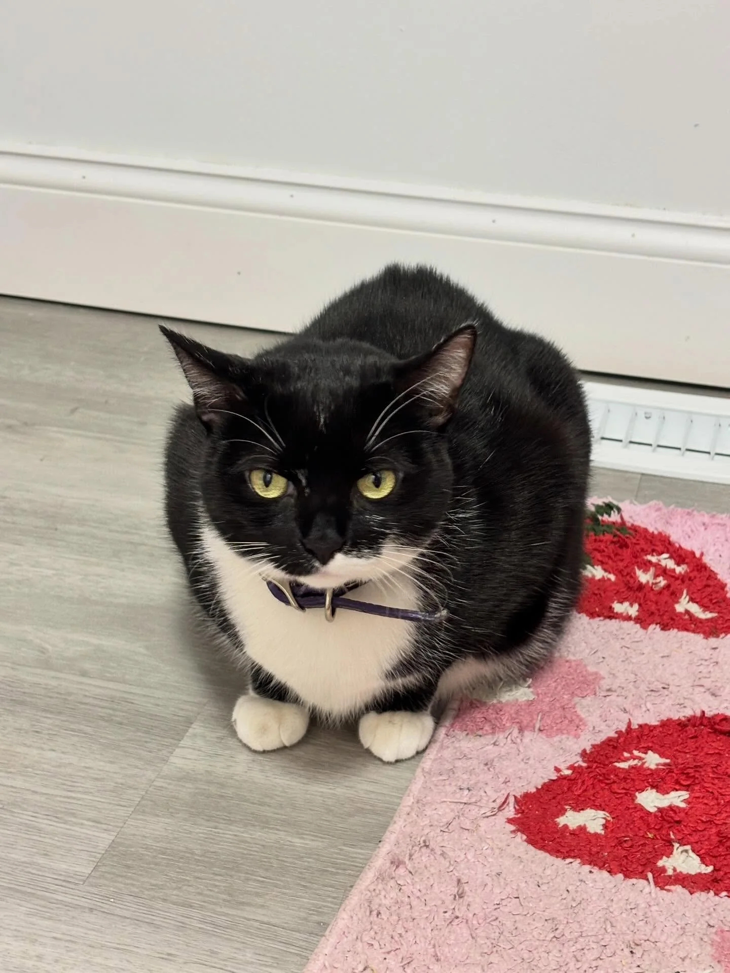 UPDATE 4/10/26 Amora has been in foster care for several weeks, doing great but the foster mom discovered she is very allergic!  From her Foster Mom: &ldquo;Amora has turned into a real lap cat, and that&rsquo;s how I learned that my cat allergies we