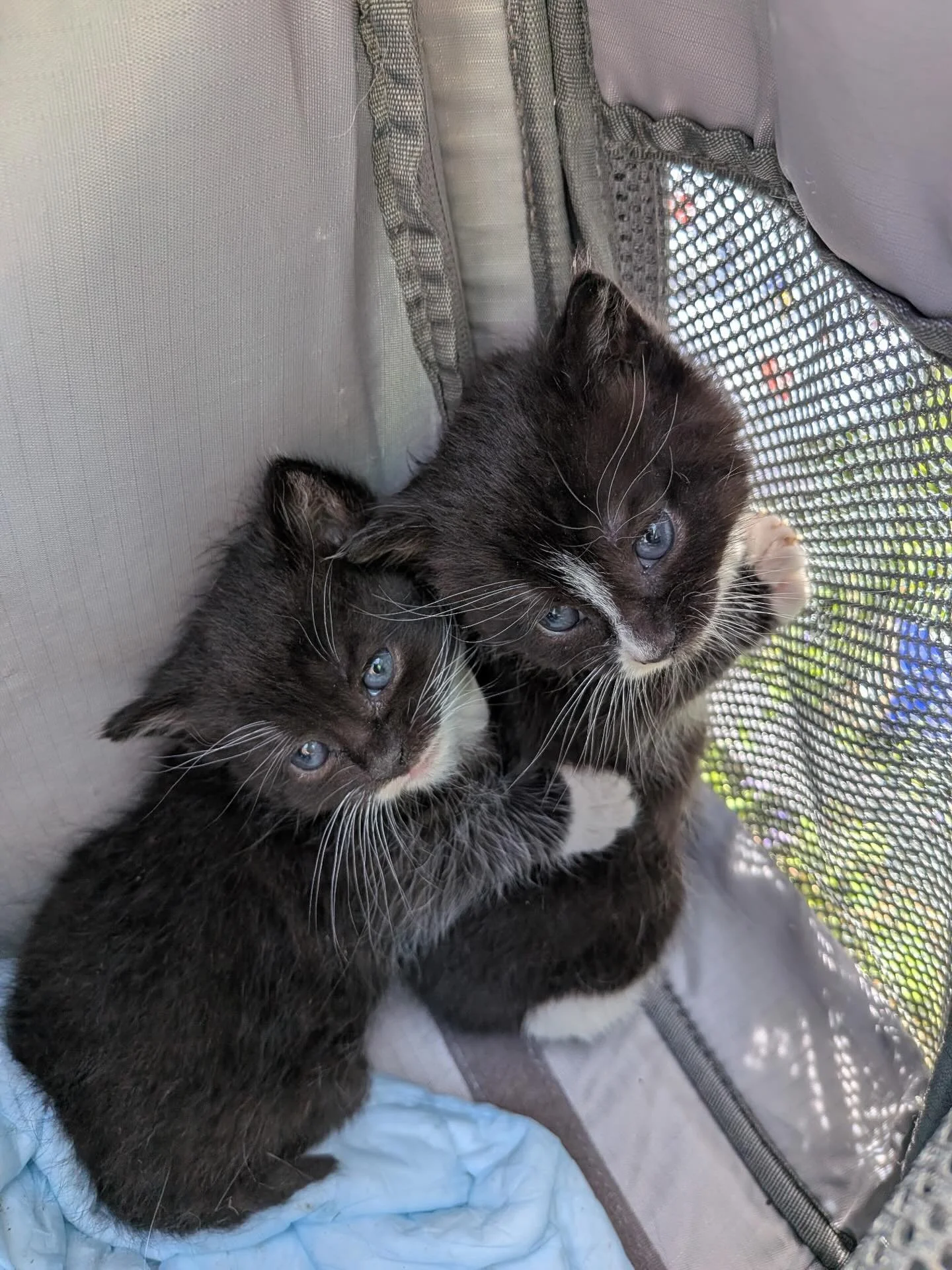 Say Hello to Dancer and Prancer!! 
These 2 adorable bonded kittens were rescued with Mama this week from a trash heap in Newburgh.  We don&rsquo;t know their sex yet.  Everyone is doing well under the circumstances and they will be going to the vet s