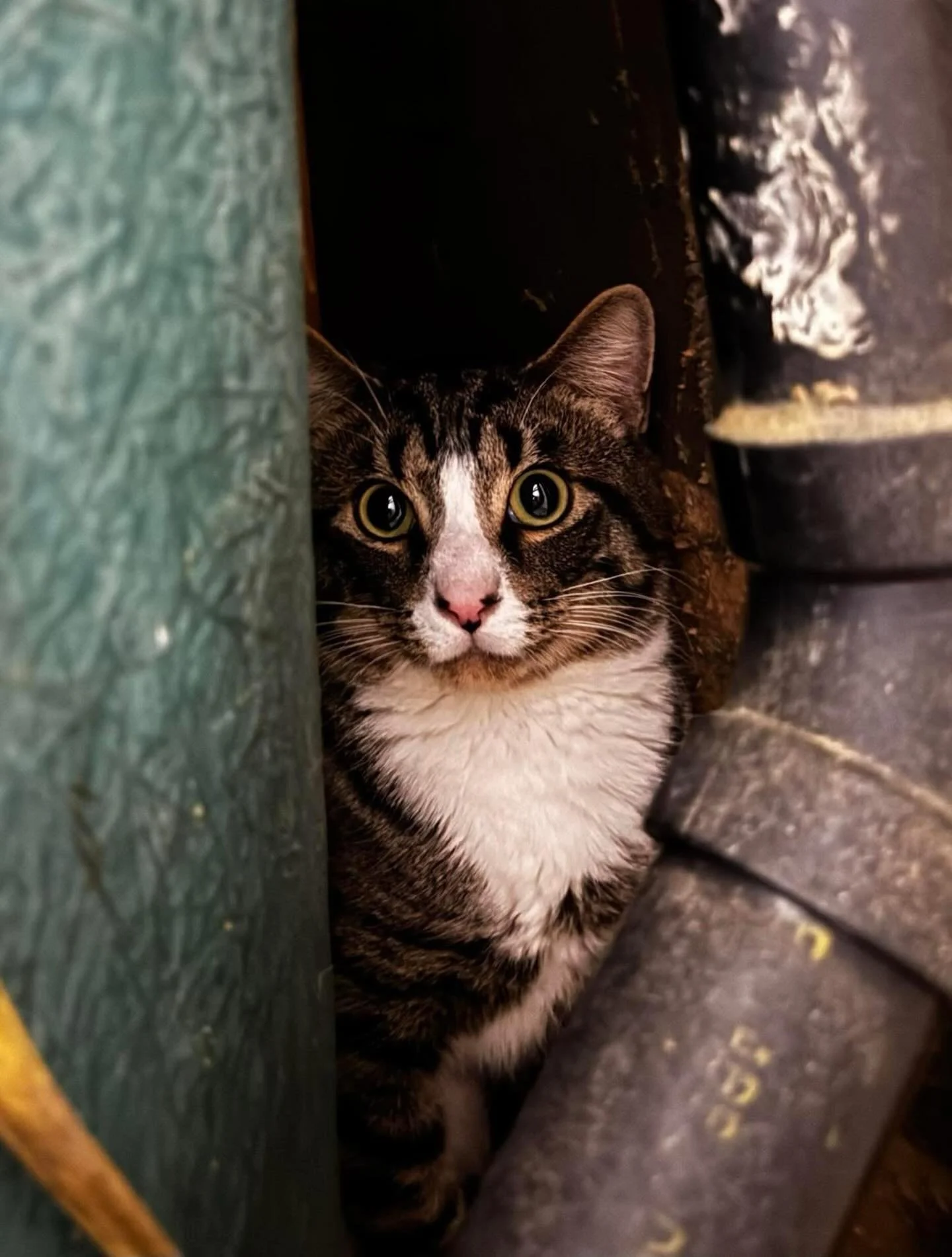 HELP!  From @catherinewelshman: 
I have an emergency and one cat needs to be saved. I live on Dubois St Newburgh. A woman in my apartment building deserted her home and owes lots of unpaid rent. The landlord and I went into the apartment at the begin