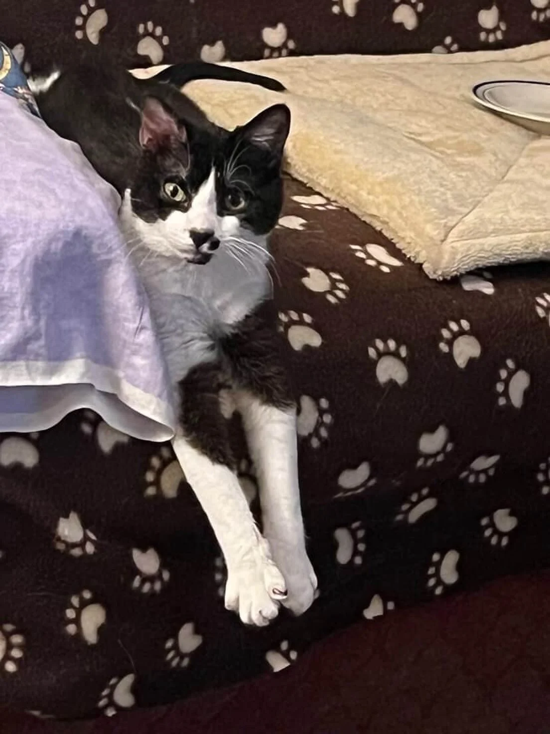 LOST CAT ! 
TTMAC, this cat was adopted by Sue young whose business is Designs by Sue in Liberty Street between Broadway and Anne street.  Last night he managed to get out of the window from the second floor and he&rsquo;s lost.  Hopefully he is not 