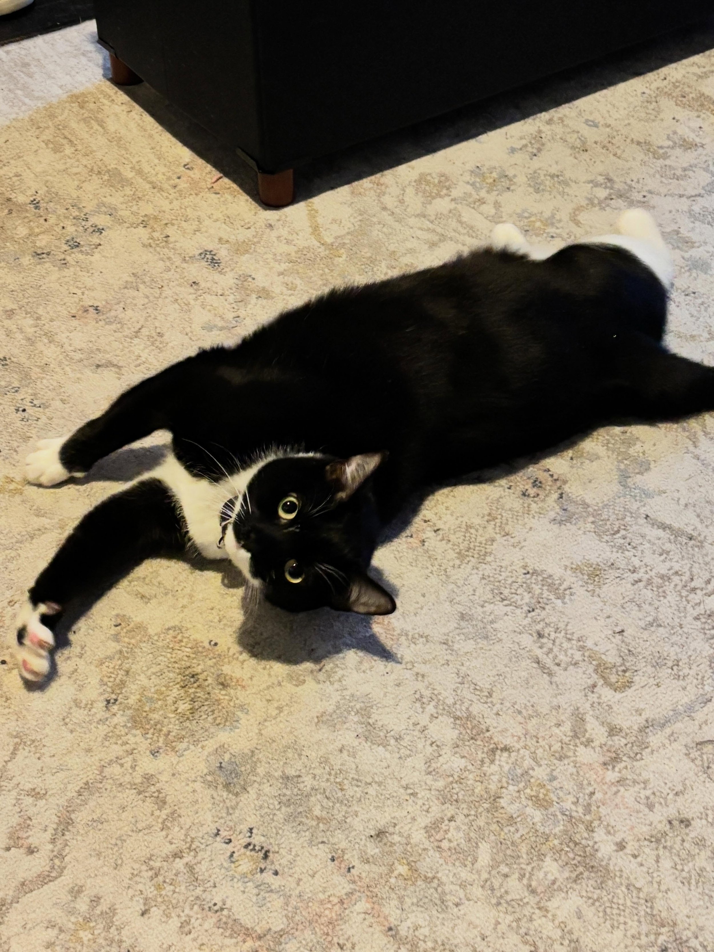 ADOPT ME!!! UPDATE 5/10/26 Amora has been in foster care for several weeks, doing great but the foster mom discovered she is very allergic!  From her Foster Mom: &ldquo;Amora has turned into a real lap cat, and that&rsquo;s how I learned that my cat 