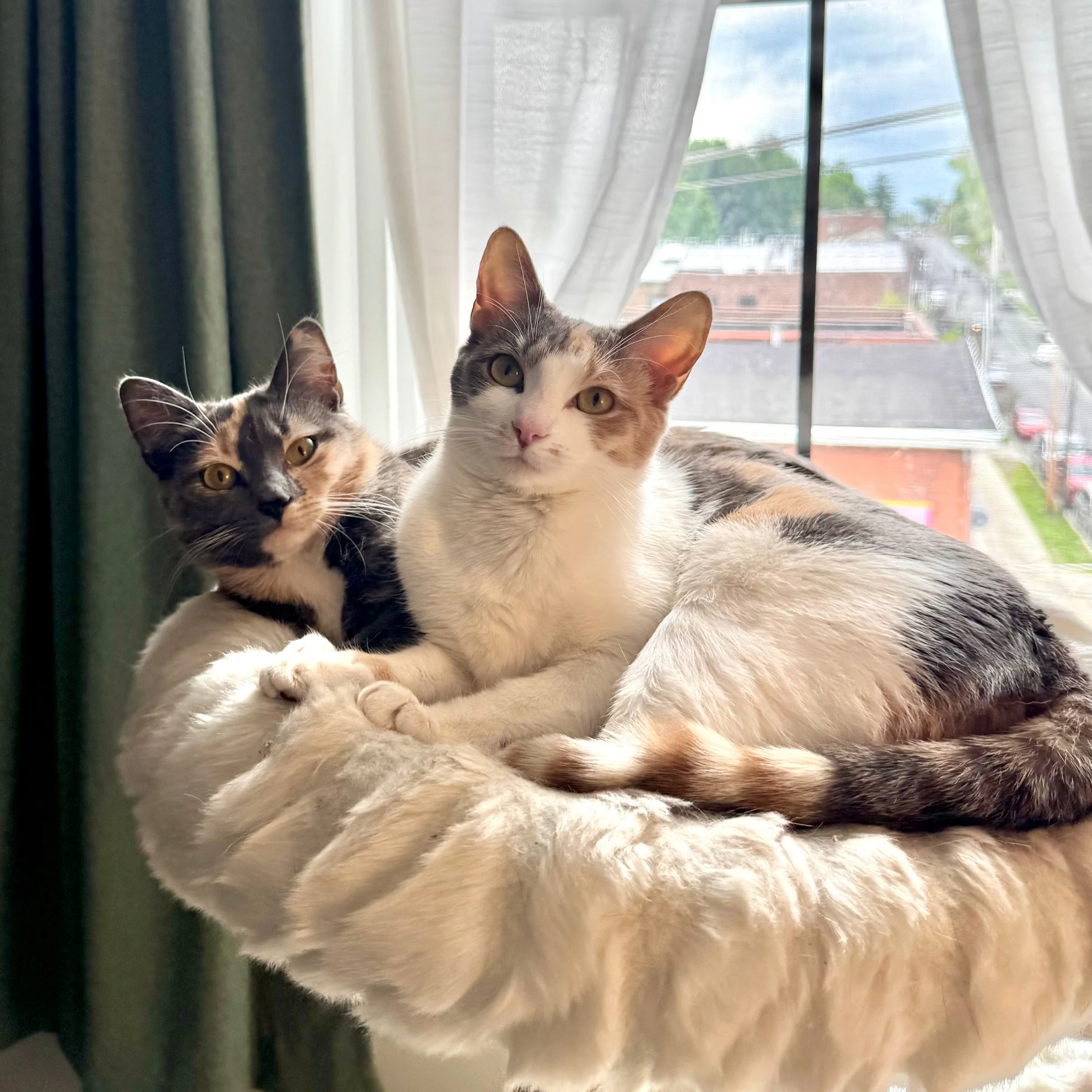 🚨🚨🚨 ADOPTER OR FOSTER NEEDED BEFORE JUNE 1!!

Meet Greta (tortie) &amp; Marilyn (calico) - bonded 1 year old sisters. Their wonderful foster dad is moving at the end of this month and these sweet girls need a great home to go to next. Adoption is 