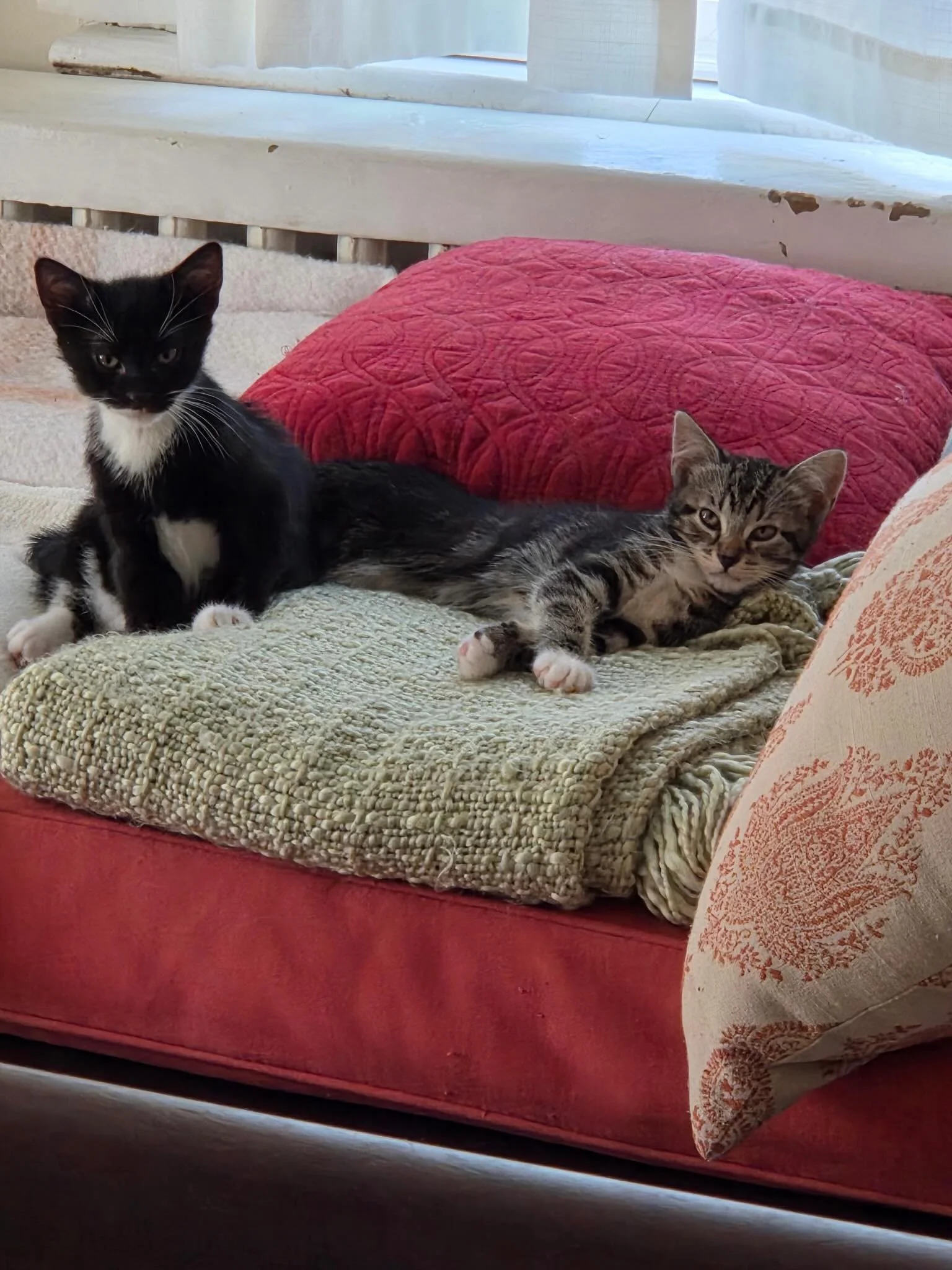 Binky Tuxedo Boy and Josie Tabby Girl are taking interviews for adoption as a bonded pair! These two home raised kittens are going to be the love of your life.  If you want to meet them, don&rsquo;t hesitate on these adorable balls of fun and affecti