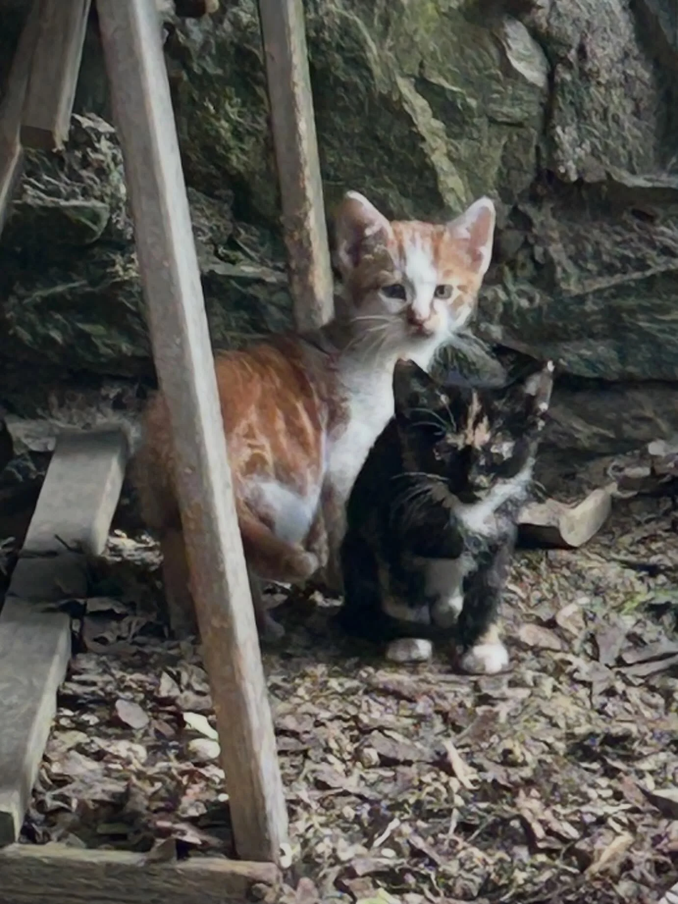 SOS! 🛟 4 kittens need foster ASAP! The pregnant female that disappeared from a friend&rsquo;s yard before she could be TNR&rsquo;d just returned with her 4 kittens! 2 ginger, 1 tortie and 1 tuxedo.  We estimate the birthday around May 6.  They are e