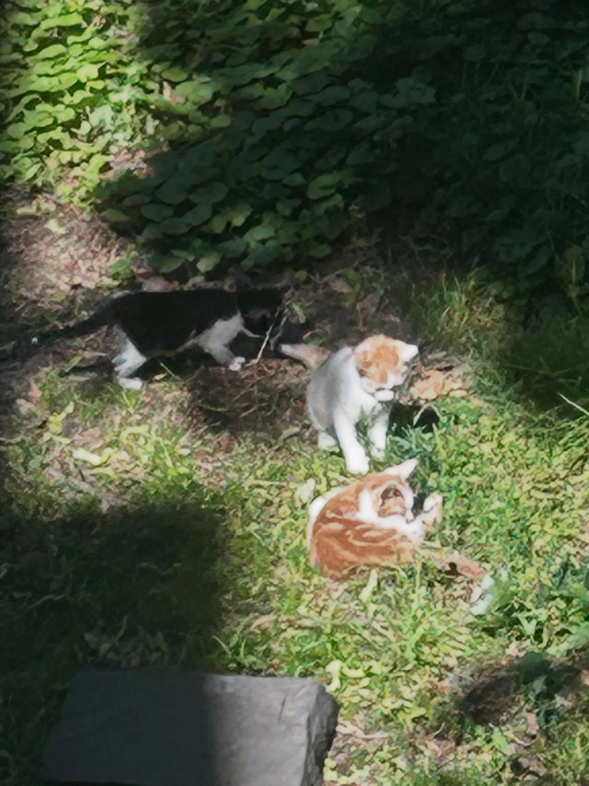 SOS! 🛟 2 kittens need foster ASAP! We have a foster commitment for 2 of the 4, so just 2 kittens! The pregnant female that disappeared from a friend&rsquo;s yard before she could be TNR&rsquo;d just returned with her 4 kittens! 2 ginger, 1 tortie an