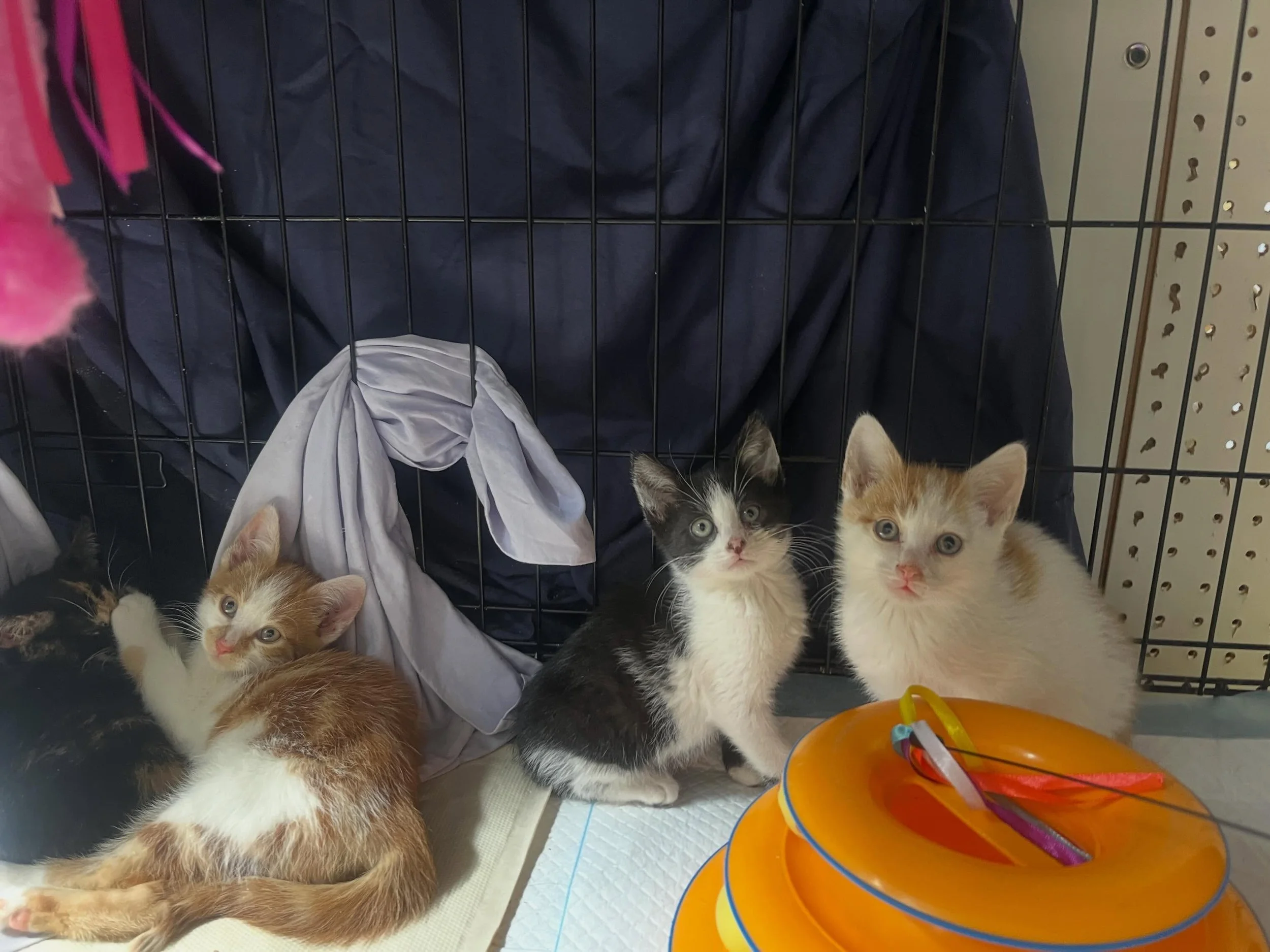These are the 4 kittens rescued on Sunday June 7.  2 boys (marmalade) and 2 girls (1 tuxedo and one tortie). Vetted on Monday @stonecottagevet .  All FIV/FELV NEGATIVE! 
They are getting treated with antibiotics for the usual upper respiratory infect