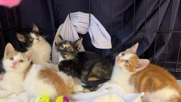 Kitten Socialization 101. 
What a difference a few days make!! Photo dump from Sunday to Wednesday.  Kittens trapped Sunday, Vetted on Monday, and having a good time and getting socialized by Wednesday!  Getting meds 2x day for total 10 days.  This i