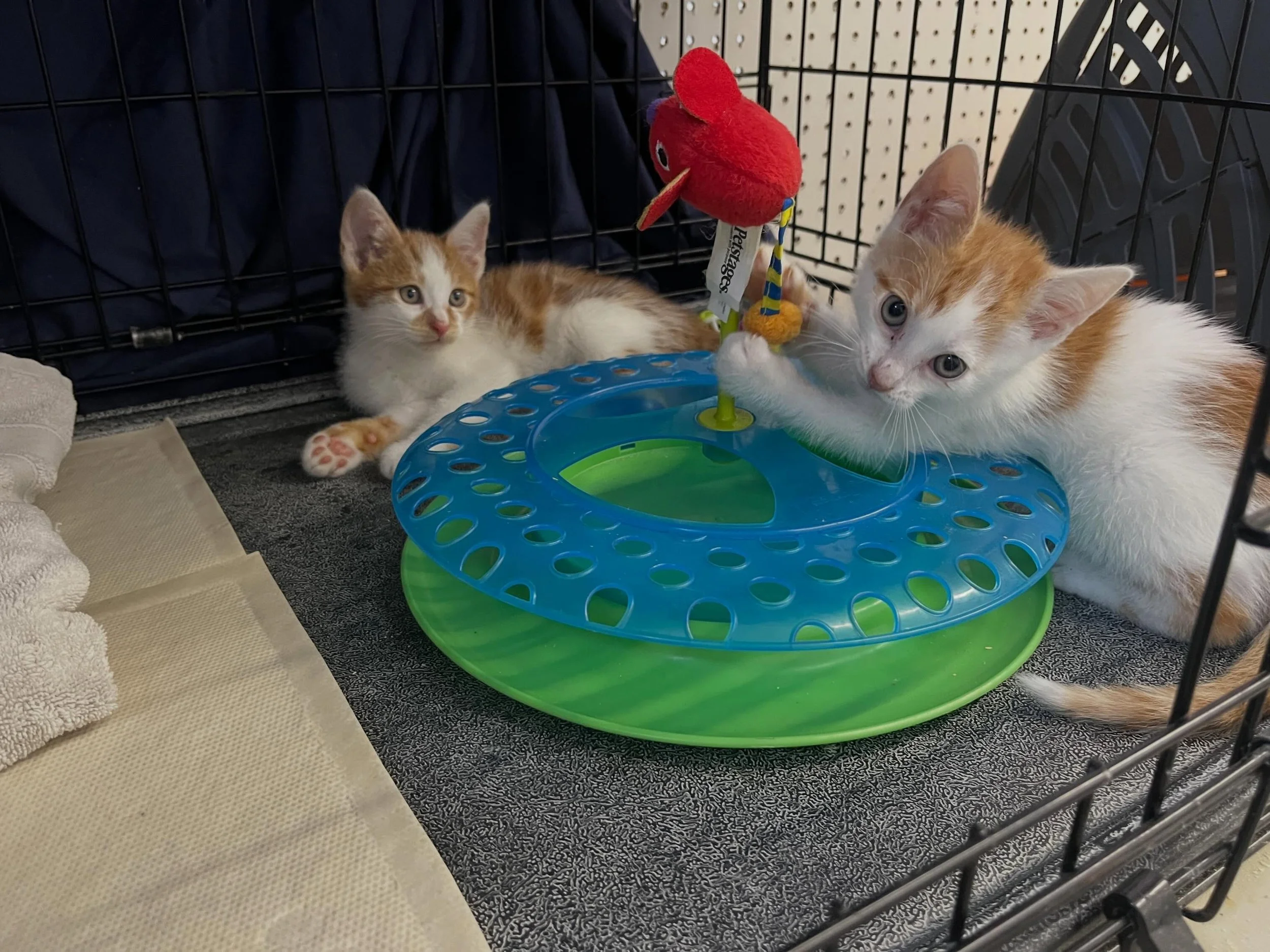 NAME THE KITTENS!!! These two brothers are so darn cute!  Slide to watch the videos and suggest names for these two adorable boys in the comments! 

PS Foster needed! Both are FIV/FELV negative, deflead, dewormed, and using the litter box faithfully.