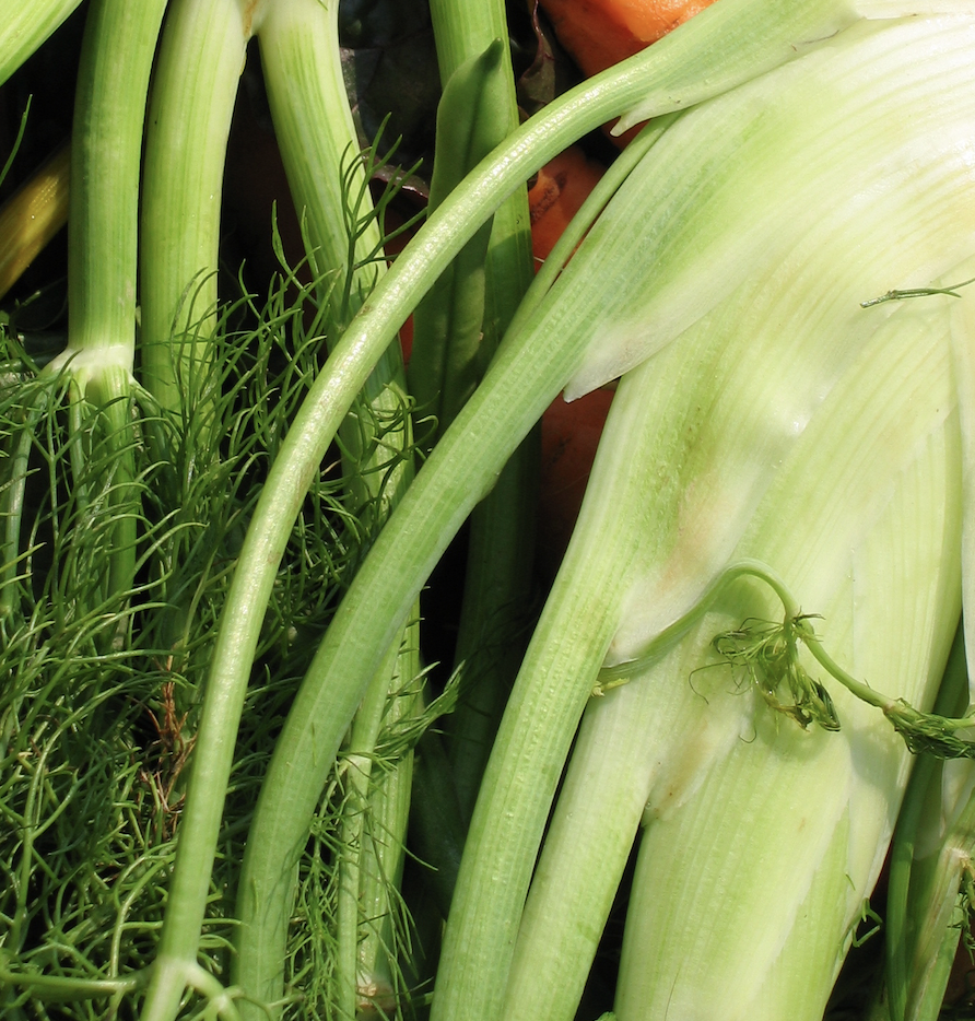 Fennel & Leek Gratin