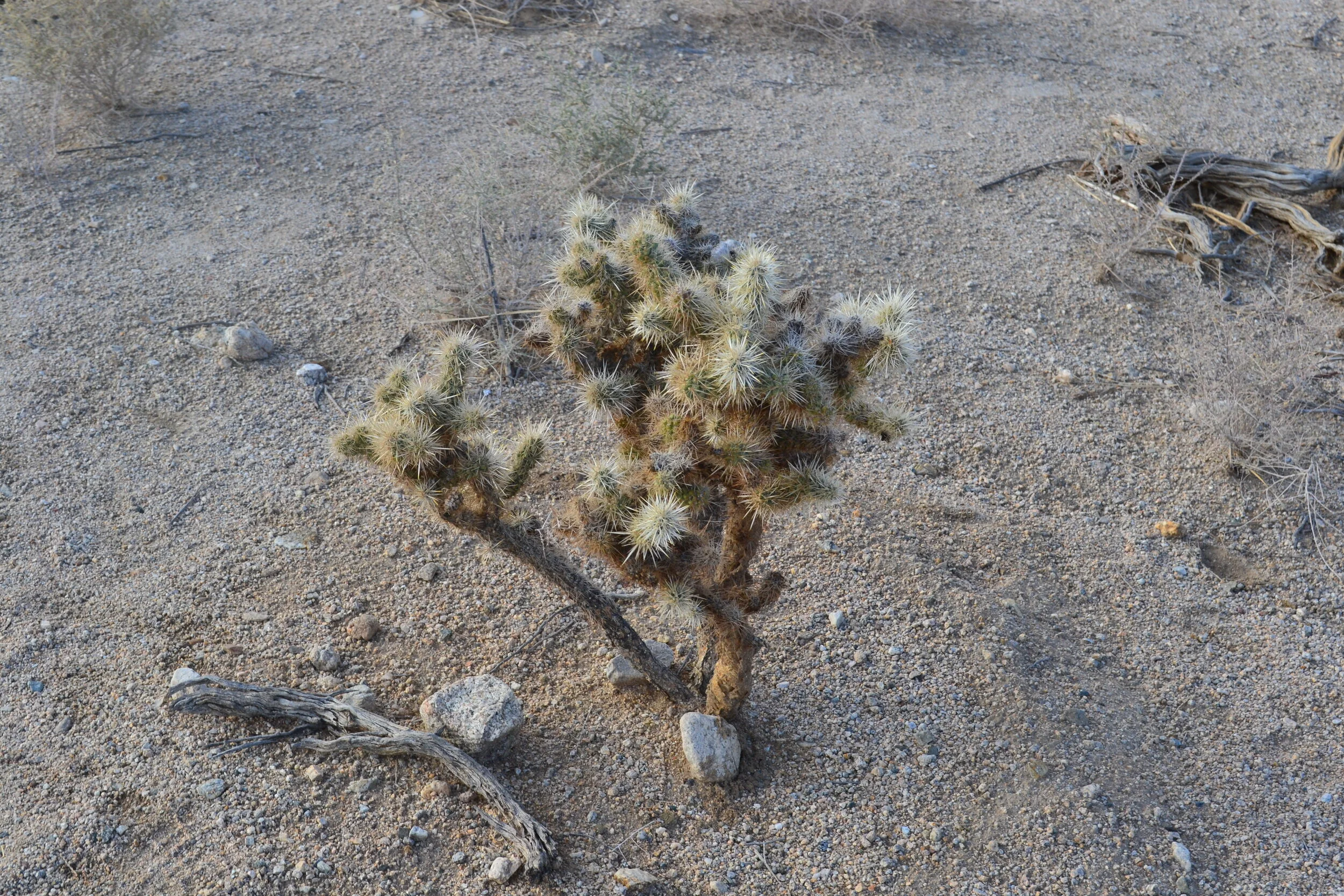 Hi Baby Joshua Tree