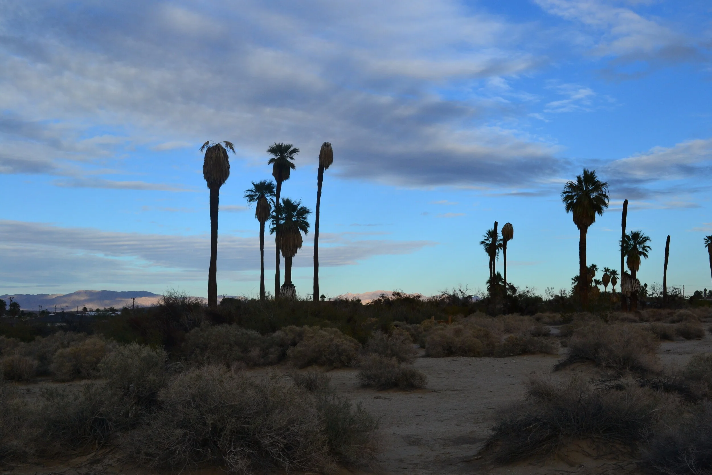 Joshua Tree Moonrise 