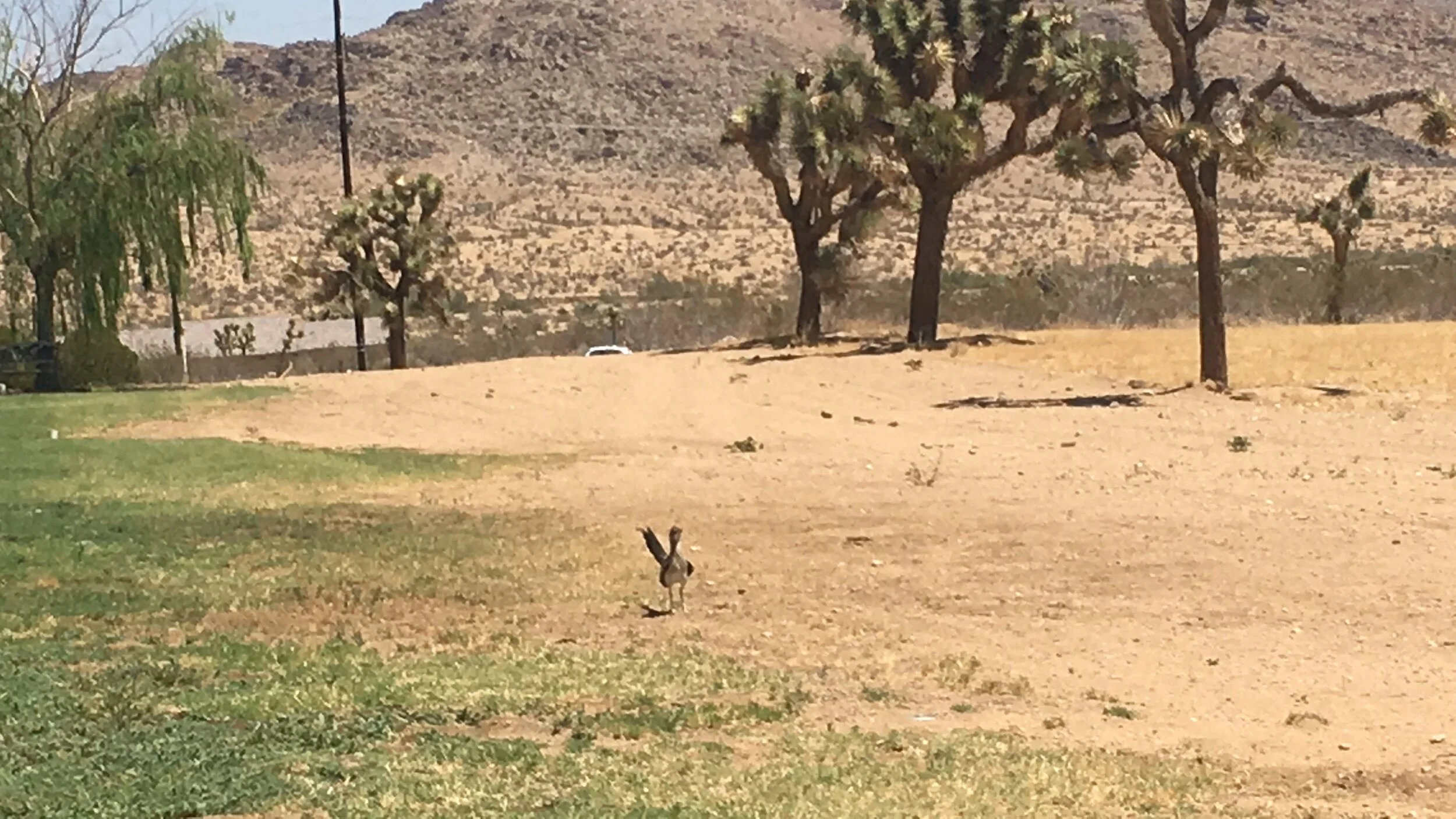 Roadrunner Alert!!