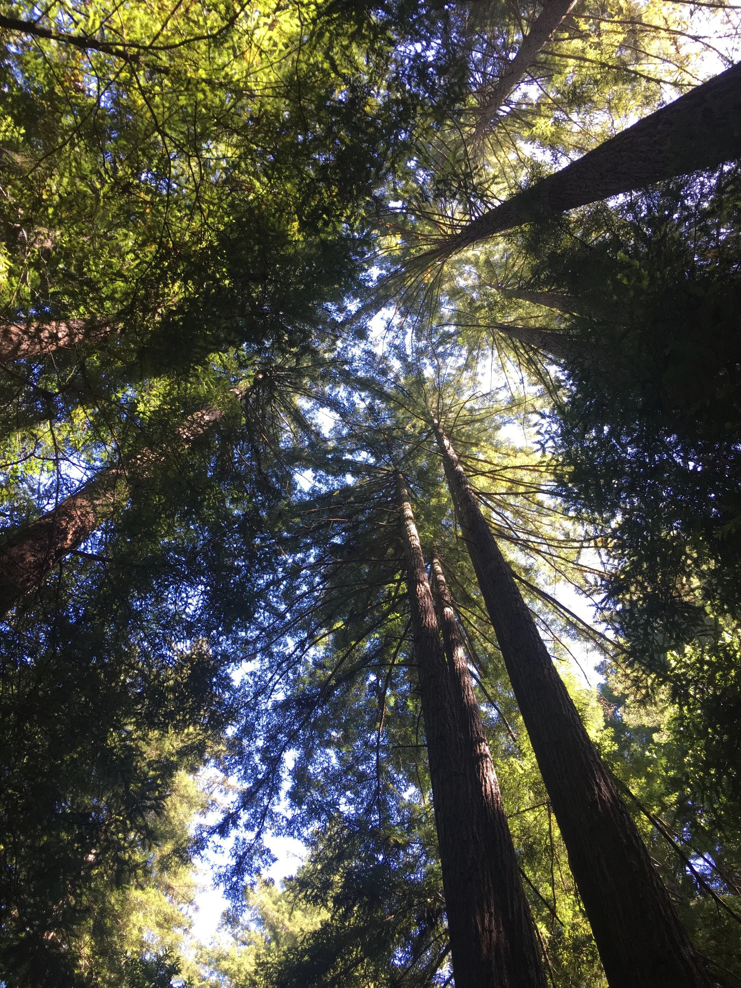 Trees