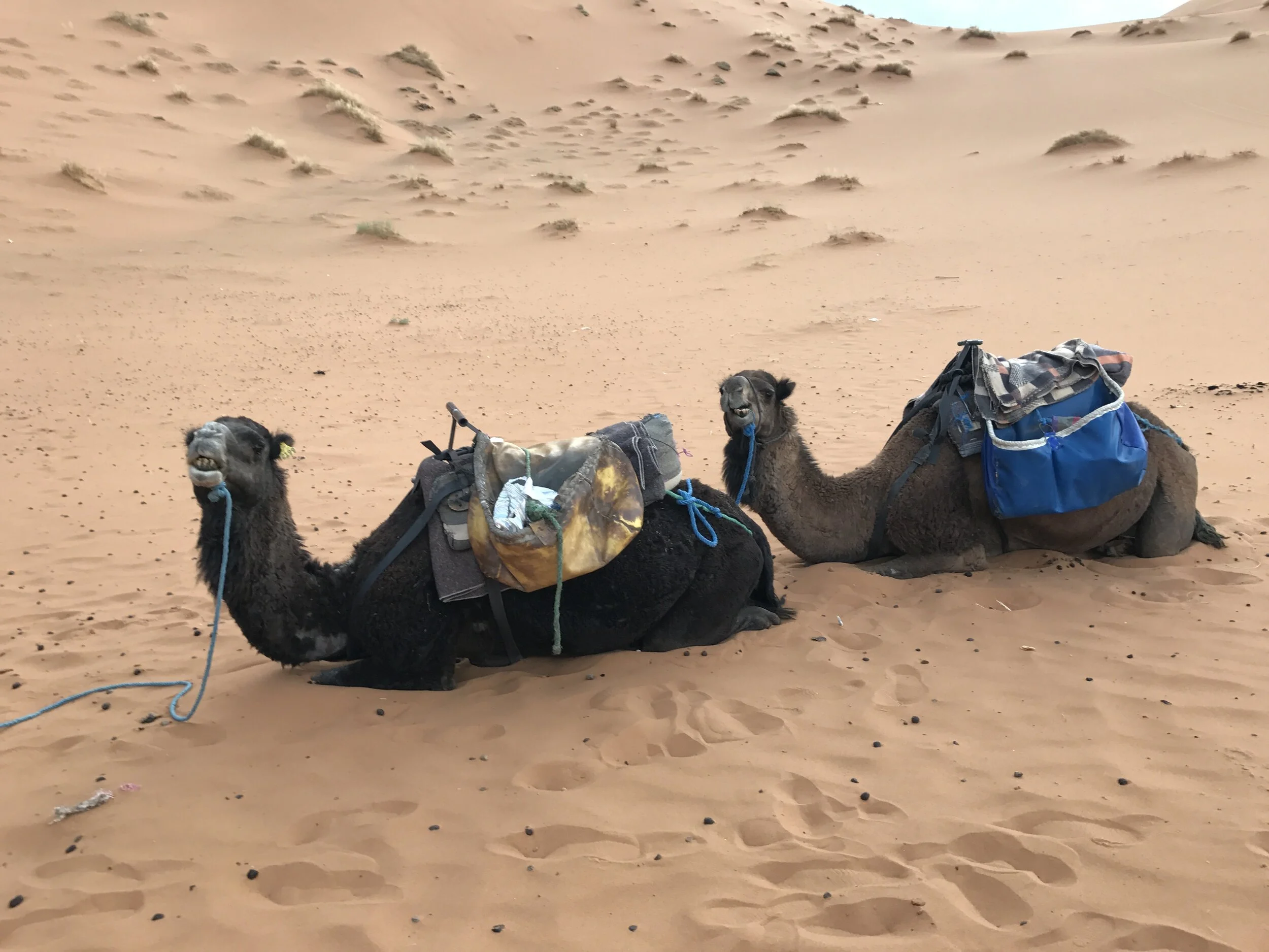Our Camels!