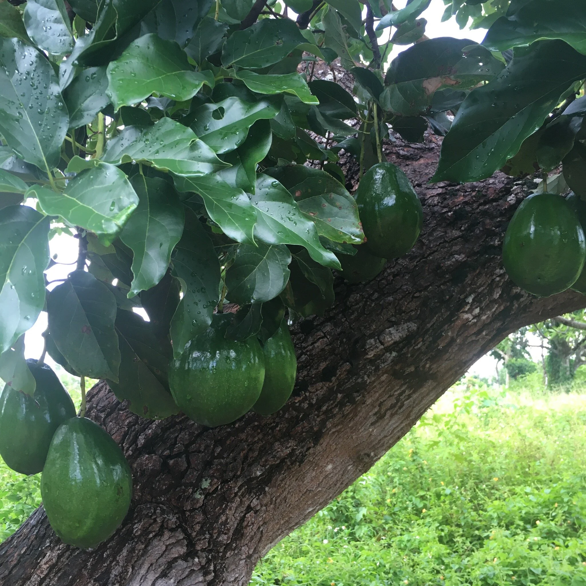 Pear Tree