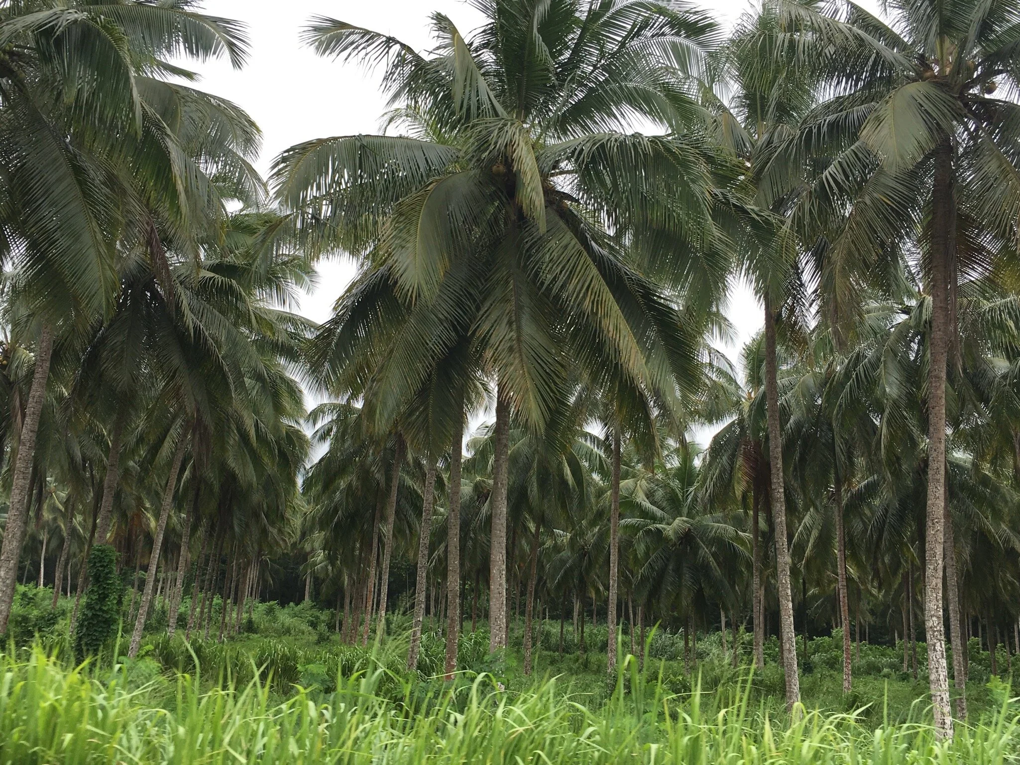 Palm Trees!