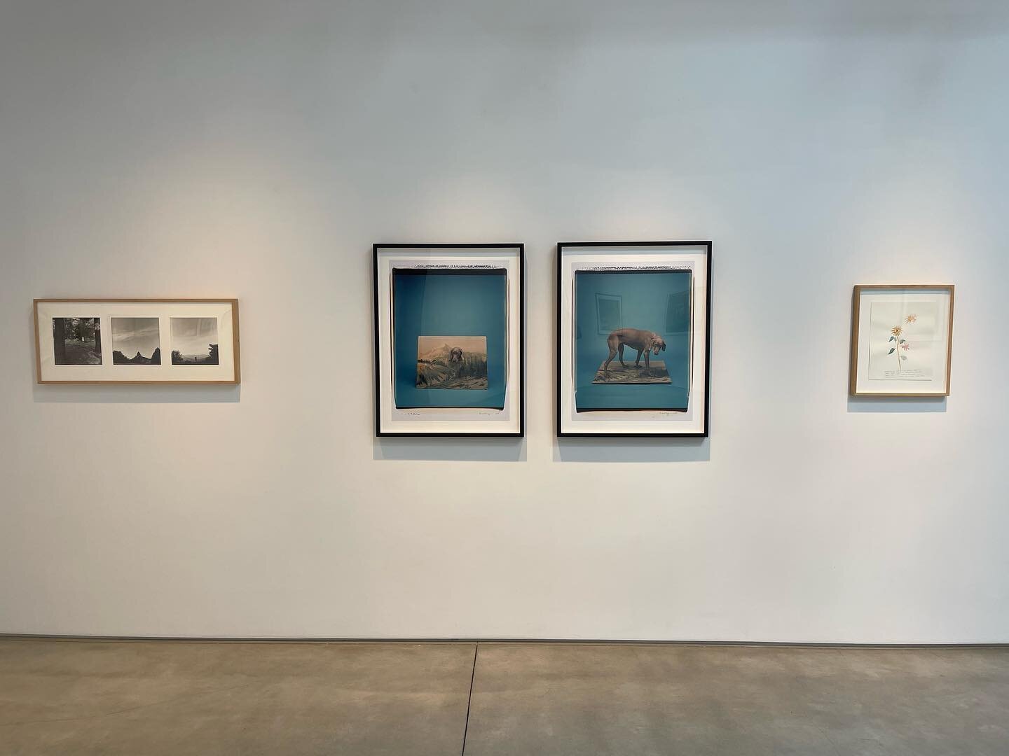 Installation shot of works by William Wegman, currently on show in &ldquo;Art by Artist&rdquo;, Marc Selwyn Fine Art, July 9 &mdash;August 27, 2022