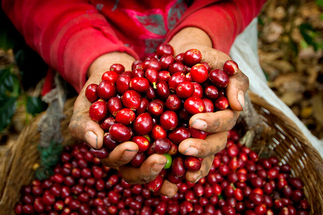 handfull-of-coffee-cherries-coffee-farm-el-salvador.jpg