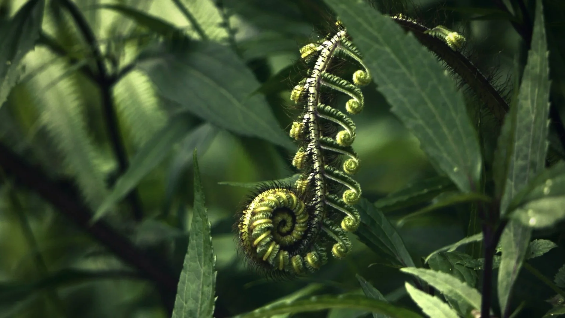 The Spiralic Nature of my Work