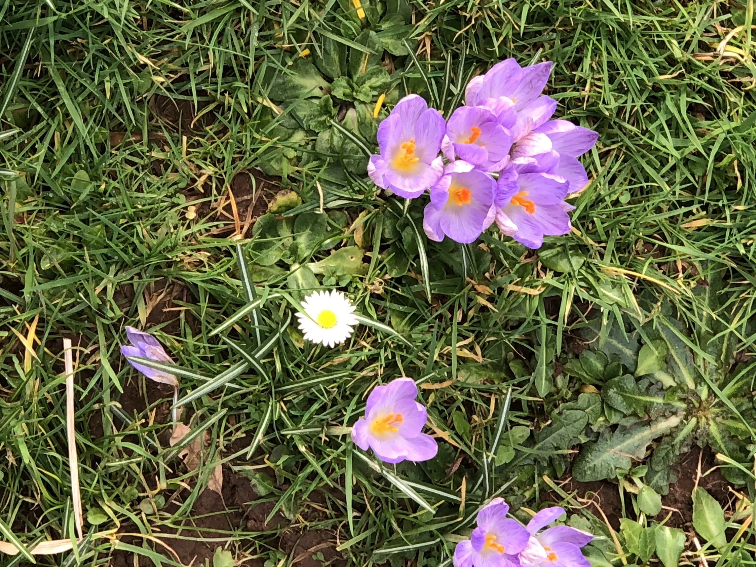 Autumn Crocus  (1).jpg