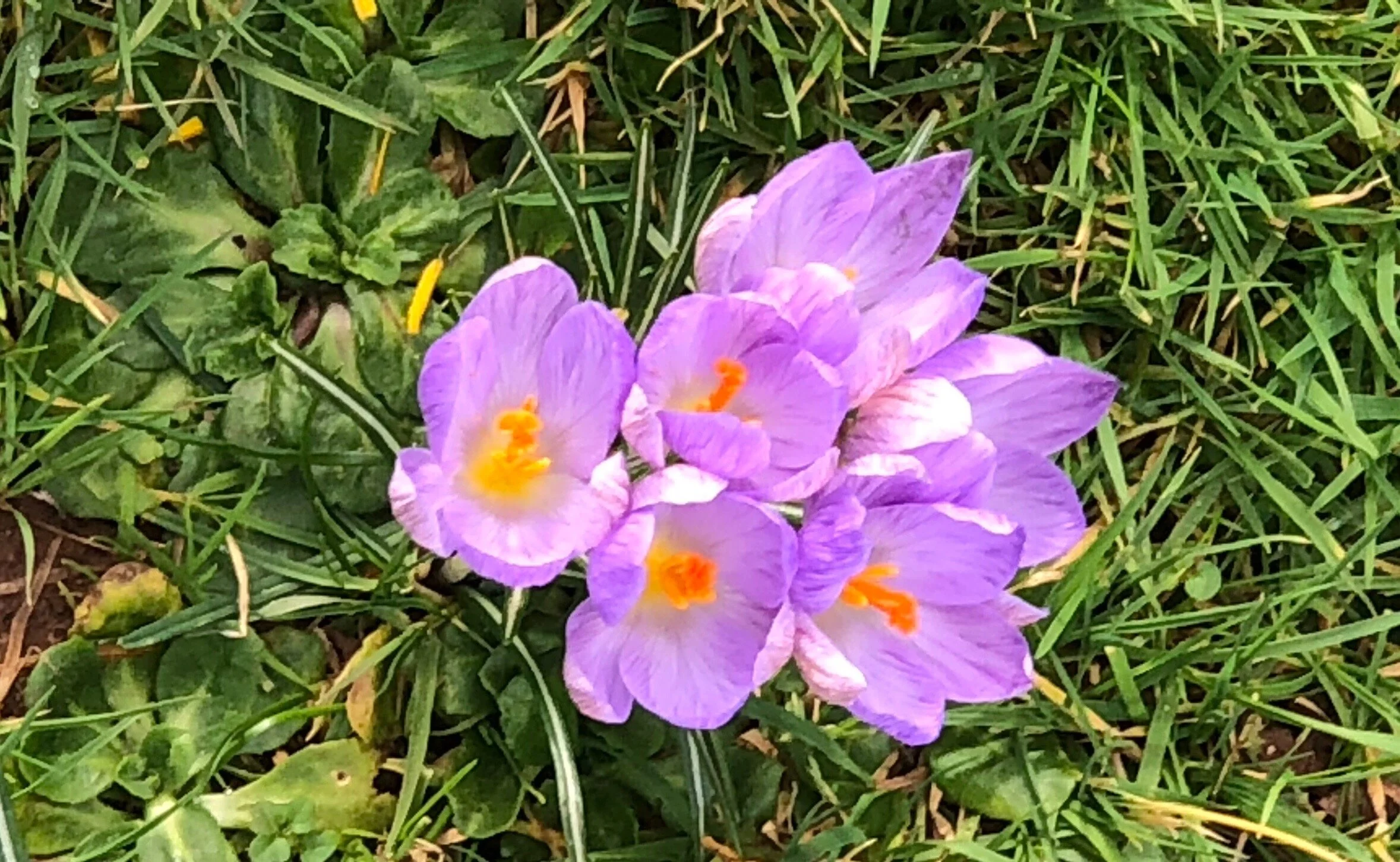 Autumn Crocuses .jpg