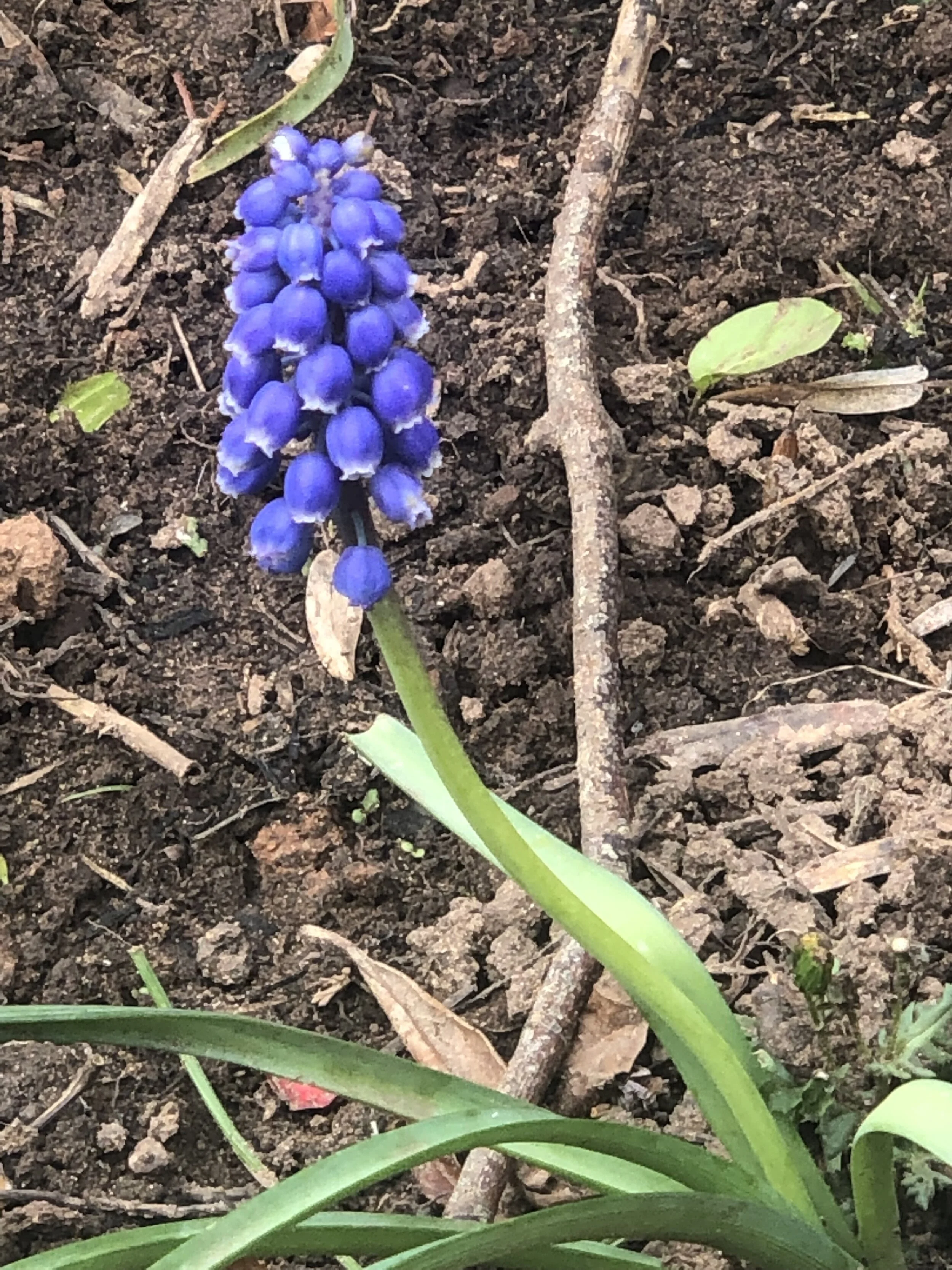 Grape hyacinth .jpg