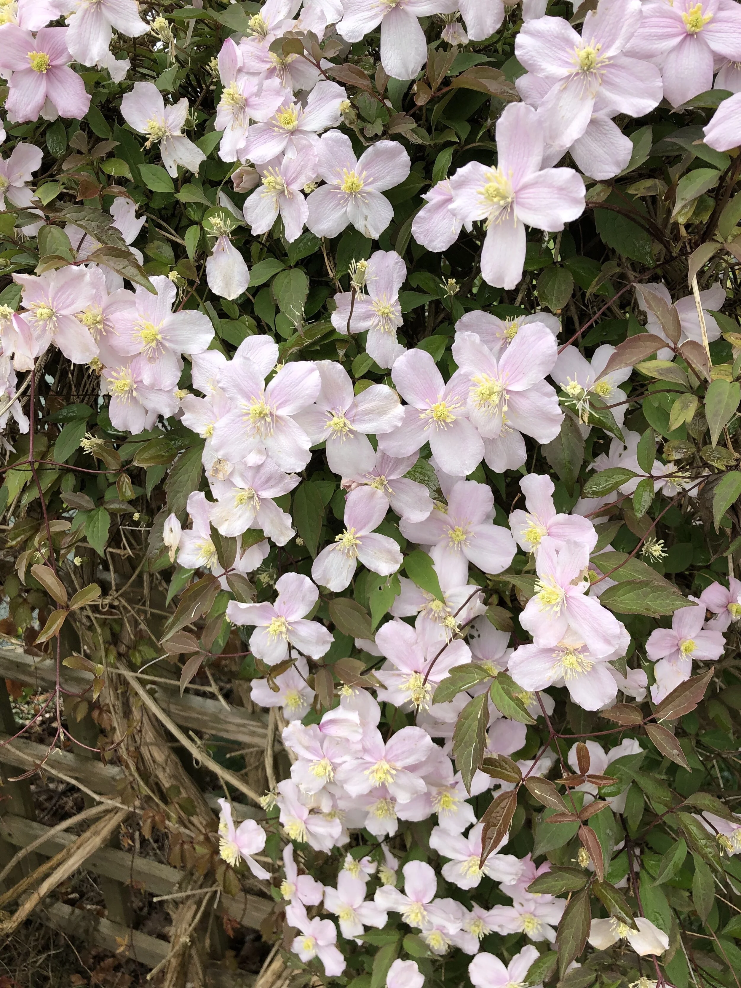 Himalayan Clematis.jpg