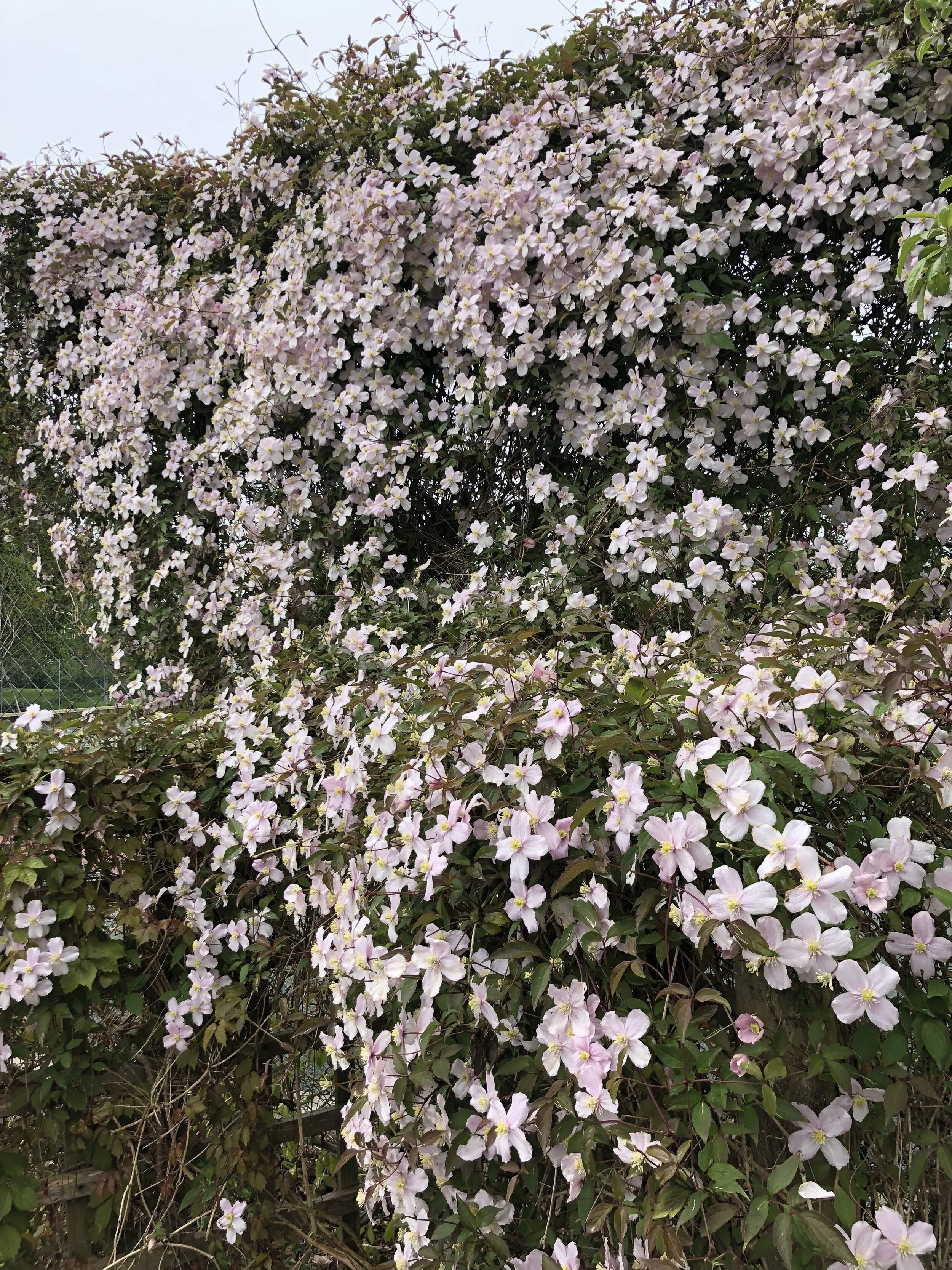 Himalayan Clemetis i2.jpg