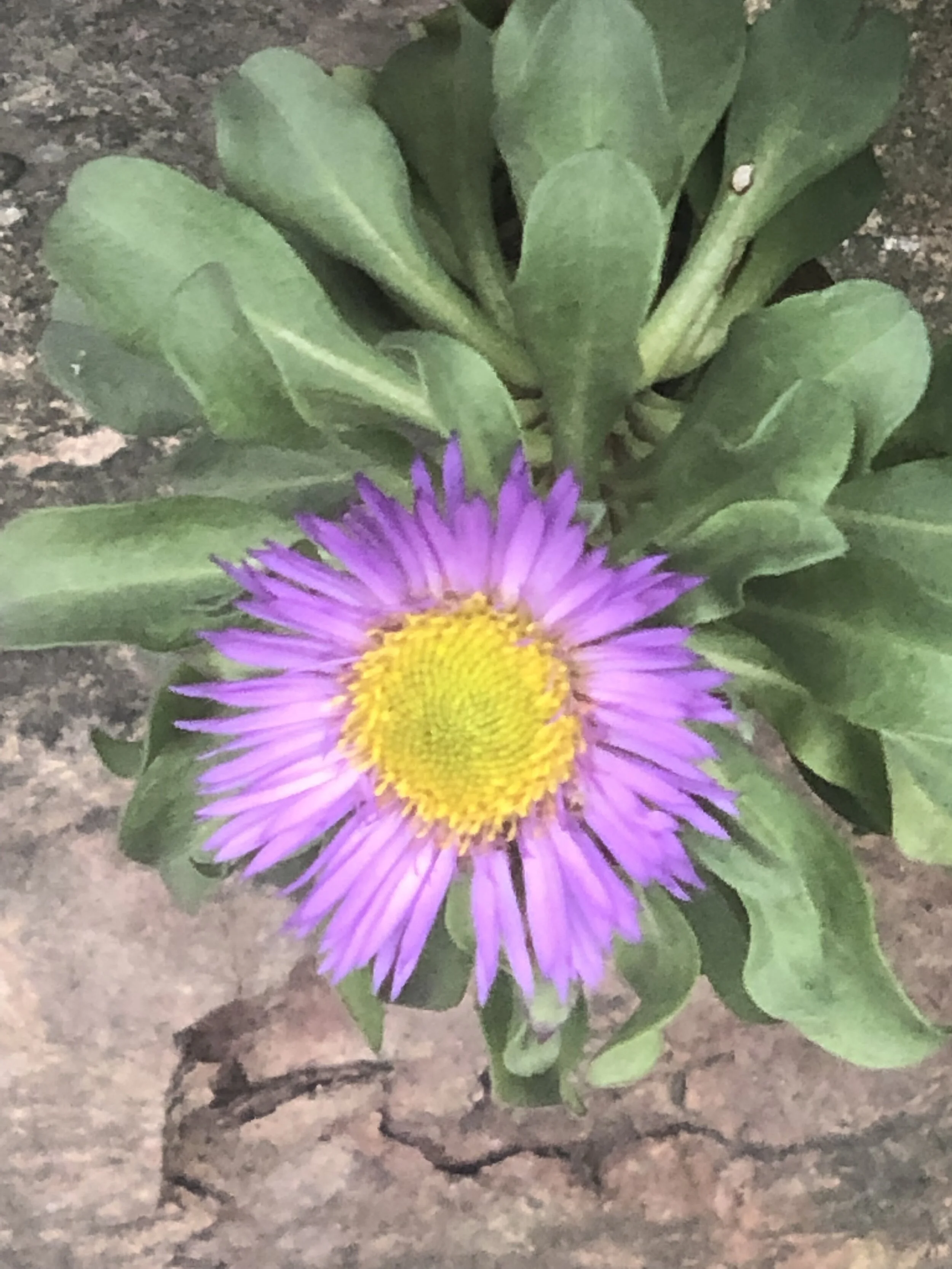 Seaside Fleabane .jpg