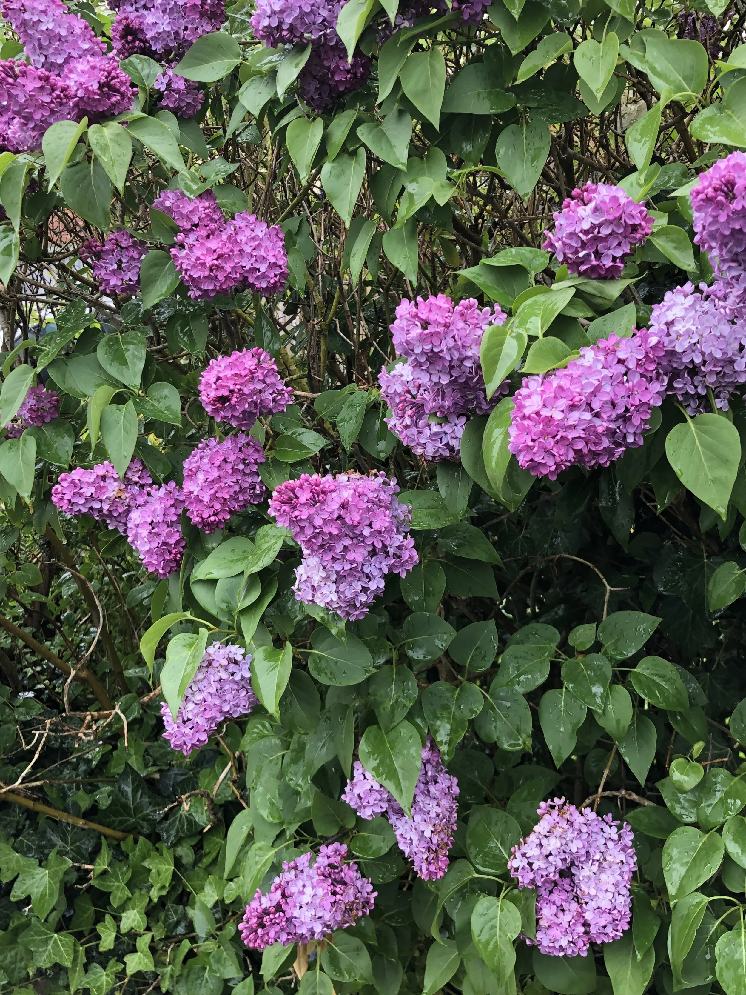 Summer Lilacs .jpg