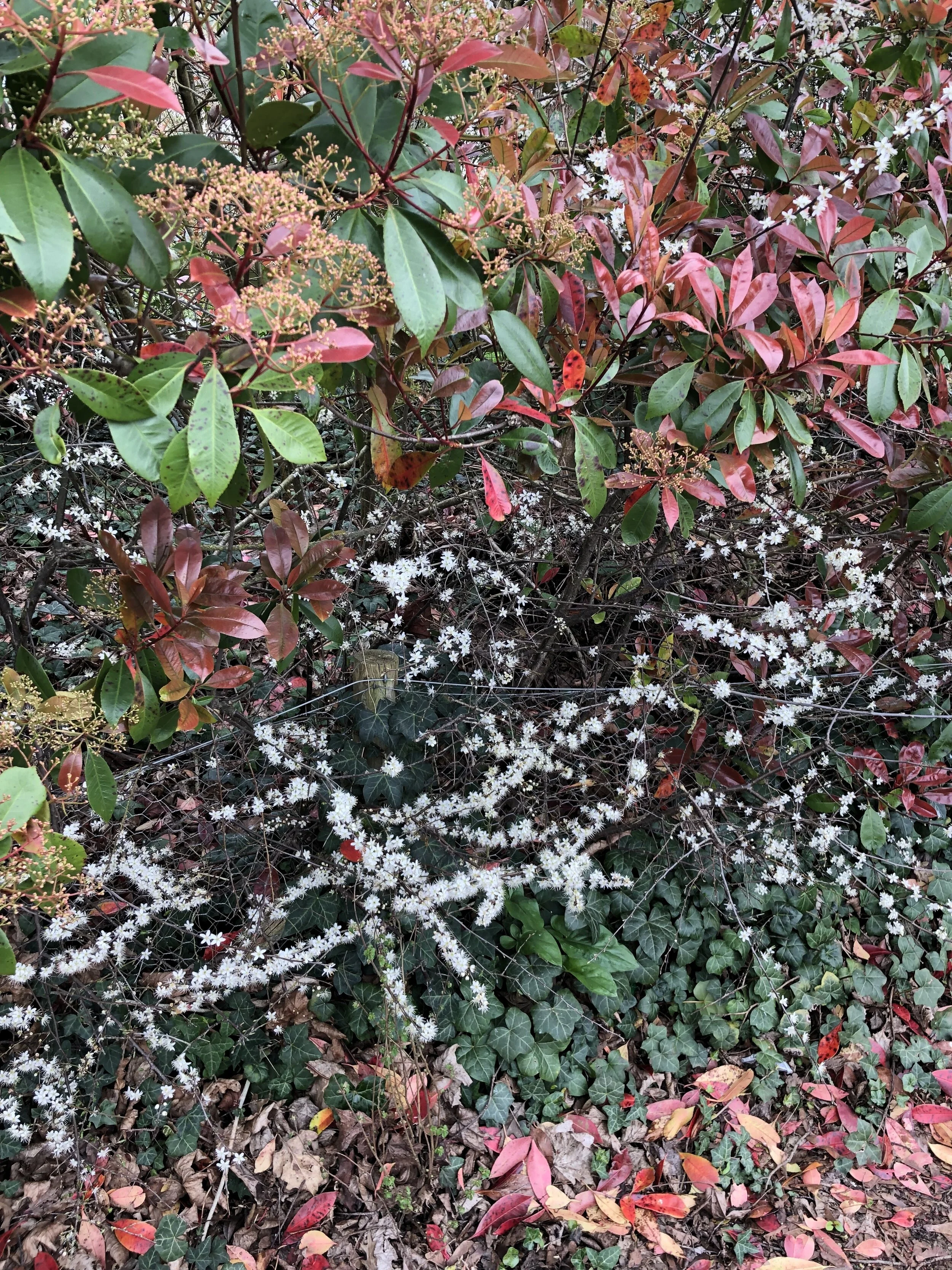 Taiwanese Photinia and Blackthorn .jpg