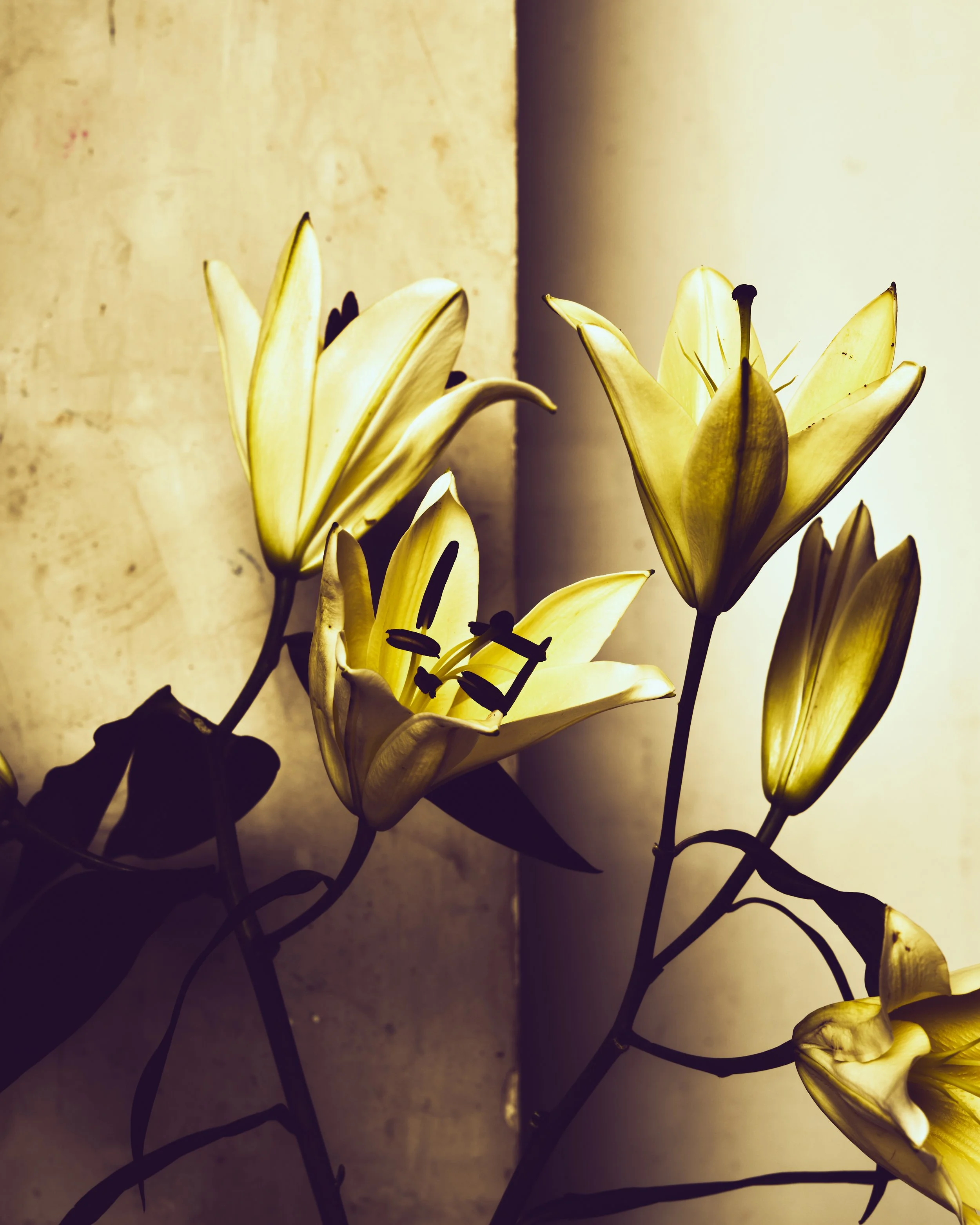 Margarita Florals, 2025