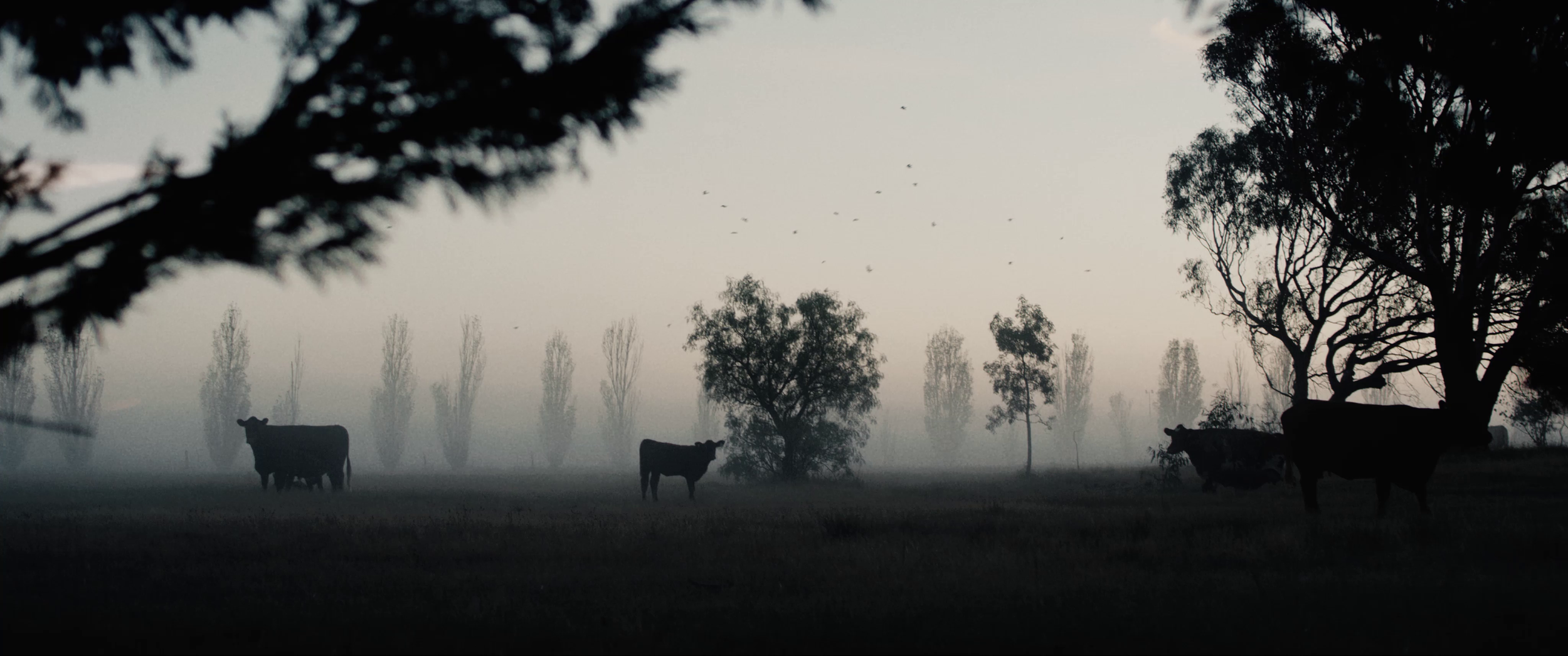 2019 - Crossfire - 1.png