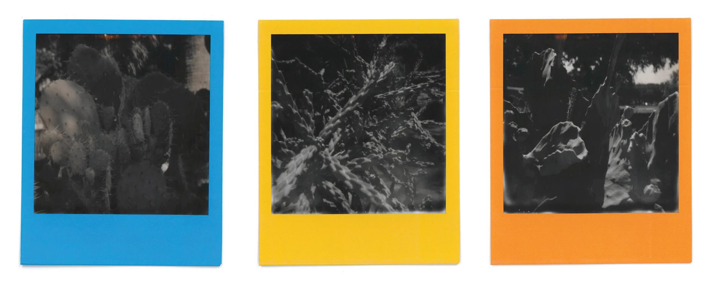 Cactus Multicolored Triptych.jpg