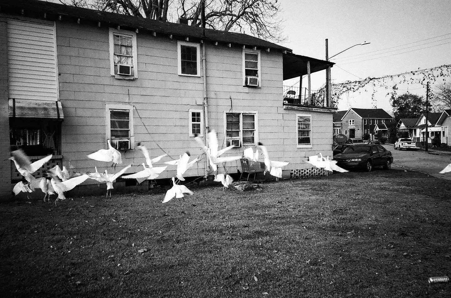 white ibis flock on the corner of Culver and Gwinnett St. - Savannah, Georgia - December 23, 2025 - Minolta Explorer Freedom Zoom - Agfa APX 100

&bull;
&bull;
&bull;

#extraordinarymag #southernphotgraphy #costalgeorgia #southernphotograph #southern